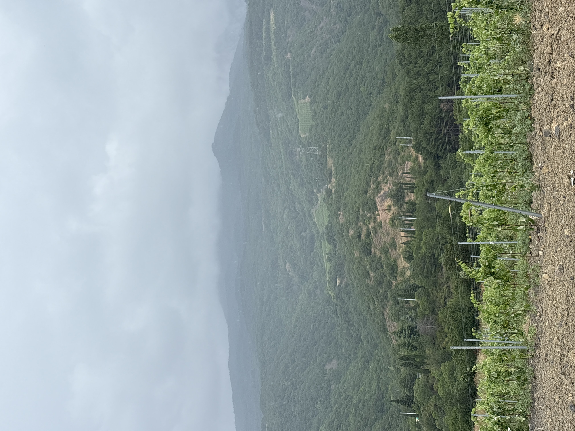 A hazy, overcast sky looms over a verdant mountainous landscape. In the foreground, a vineyard with rows of young grapevines stretches across the frame, supported by metal stakes and wires. The vines are lush and green. Beyond the vineyard, the rolling hills are densely covered in trees, with some areas appearing more sparsely wooded or exhibiting a lighter shade of green. In the mid-ground, a few tall, slender trees, possibly cypresses, stand out against the dense foliage. A power line pylon is visible on one of the slopes. The background is dominated by a large, fog-shrouded mountain range, its peaks obscured by the low-hanging clouds. The soil in the immediate foreground is dry and clumpy, with some small stones visible. The overall scene depicts a rural, agricultural setting with a focus on viticulture, set against a dramatic, misty mountain backdrop. The location is identified as Lavrovoe, Ukraine.