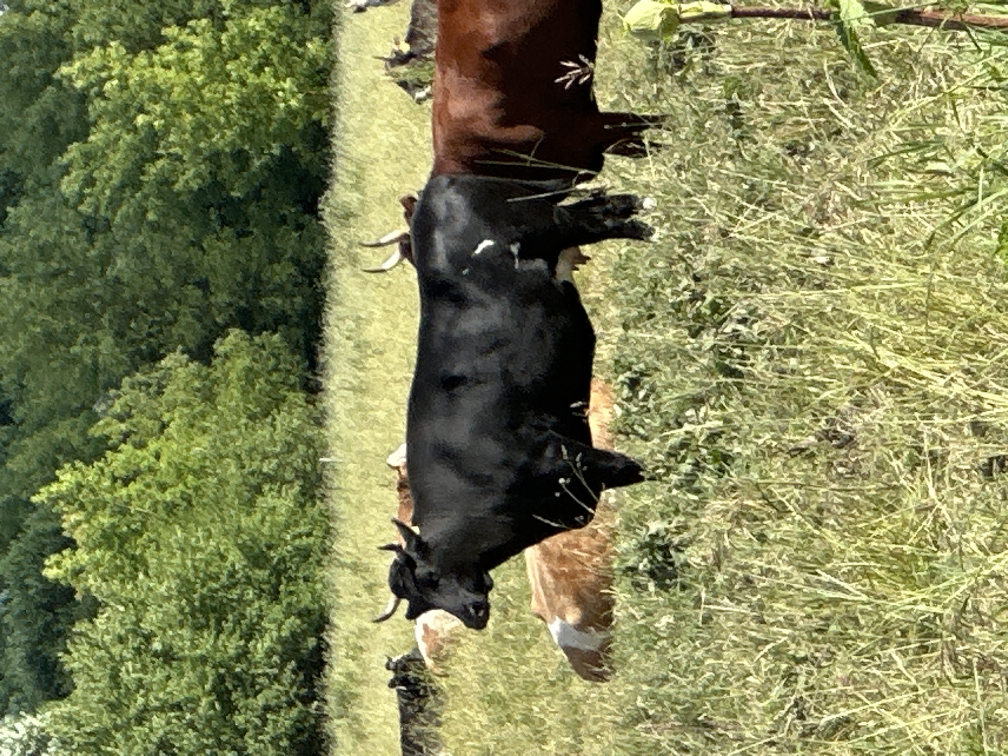 A herd of cattle are grazing in a field under a clear sky, with a dense line of trees in the background. The main subject is a black cow standing in the foreground, facing left, with its head slightly lowered. To its right, a brown cow stands beside it, facing right. Several other cows are visible in the background, some lying down and others standing. The field is covered in tall, dry grass, with some patches of green vegetation. The trees behind the field are lush and green, with a variety of foliage. The scene appears to be set in a rural area, likely on a sunny day.