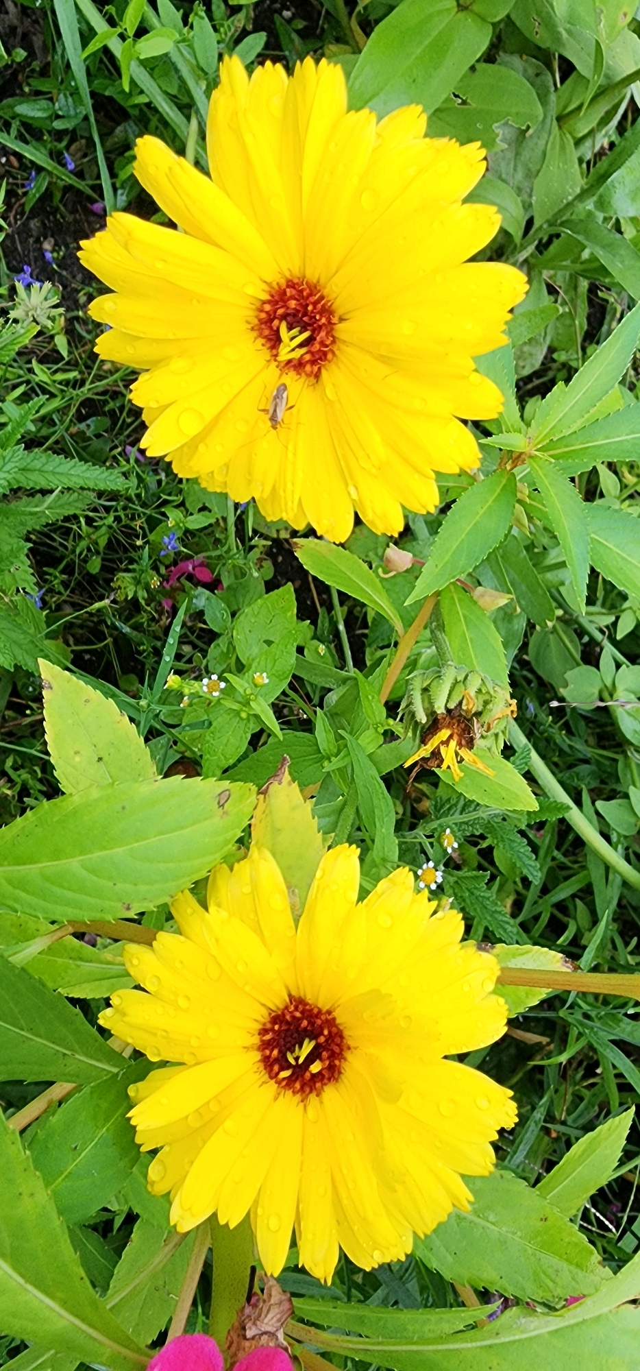 In a garden setting, two bright yellow daisy-like flowers with reddish-brown centers are in full bloom. The petals of both flowers are adorned with water droplets, suggesting recent rain or dew. A small insect, possibly a fly or a small beetle, is visible on the petals of the upper flower. The flowers are surrounded by lush green foliage, some of which appears to be leaves from the same plants, while other greenery represents surrounding plants. In the background, there are hints of smaller wildflowers, some with tiny white petals, and a dying flower head on a stem. The overall impression is a close-up view of a vibrant, natural scene. There is no discernible indication of the specific location in Poyarkovo, Russia.
