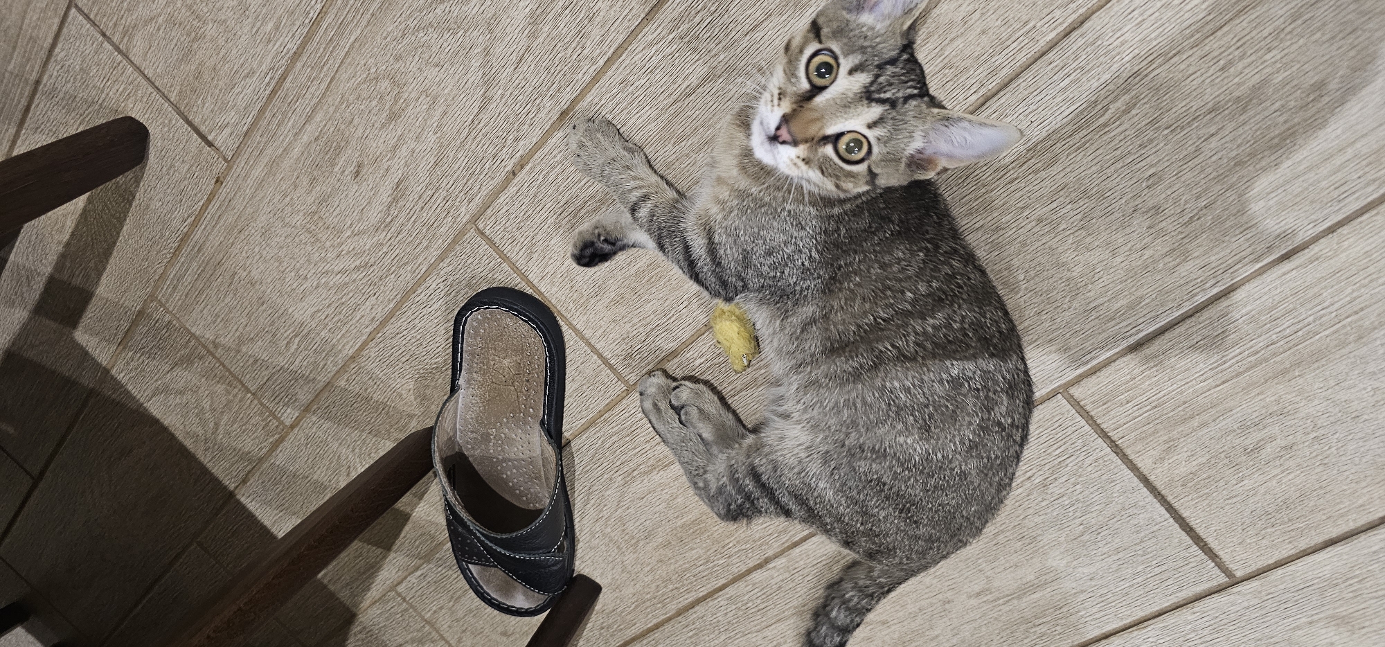 A tabby cat is lying on its back on a light-colored wooden floor. The cat is looking up at the camera with wide, startled eyes. A small, yellow object, possibly a toy, is resting on the cat's belly. To the left of the cat, a black slipper with a white outline is lying on the floor. The scene appears to be indoors, possibly in a home in the city of Hryhorivka, Ukraine. The lighting suggests it is daytime, with shadows cast by furniture, indicating an indoor environment.