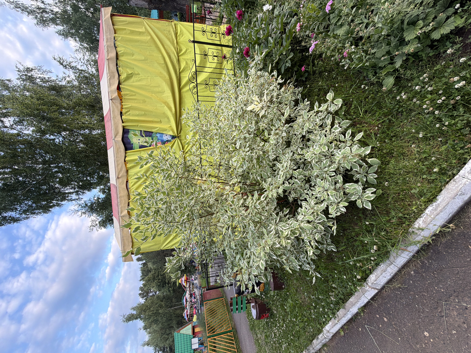 The image depicts an outdoor scene in Chaikovsky, Russia, likely in a park or recreational area. In the foreground, a paved pathway is bordered by a concrete curb and a grassy area with small white flowers. A variegated shrub with green and white leaves is prominently featured, partially obscuring a yellow tent or canopy structure that has a red and white striped trim. Behind the tent, a black wrought-iron fence with decorative swirls is visible. To the left of the tent, a children's playground area can be seen with brightly colored structures and a carousel-like ride in the background. Several trees line the perimeter of the scene. The sky is partly cloudy with blue patches. There are no people visible in the image.