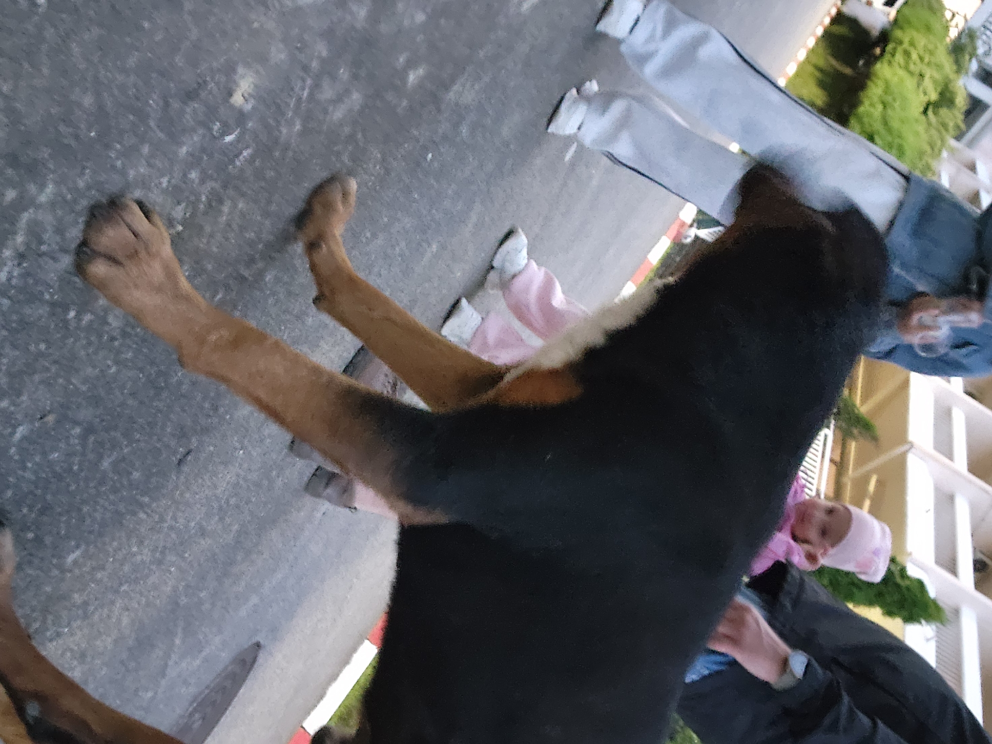 A dog lies on its back on a paved surface. There are also people in the picture. The specific city and environment are not discernible.