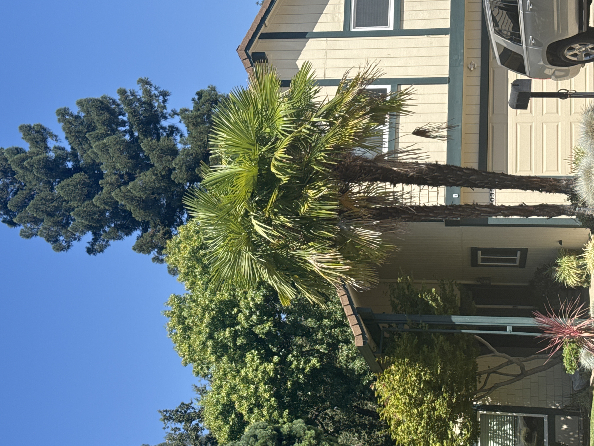In Citrus Heights, California, under a clear blue sky, a two-story house with light-yellow siding and dark green trim is partially visible. Two mature palm trees stand in front of the house, their fronds creating a dappled shadow. A section of a beige garage door is present, and a black mailbox is positioned in front of it. To the left of the garage, a silver SUV is parked, its rear end facing the camera. The yard features various plants, including a red spiky plant and green bushes, contributing to the suburban residential setting. A large evergreen tree towers behind the house.