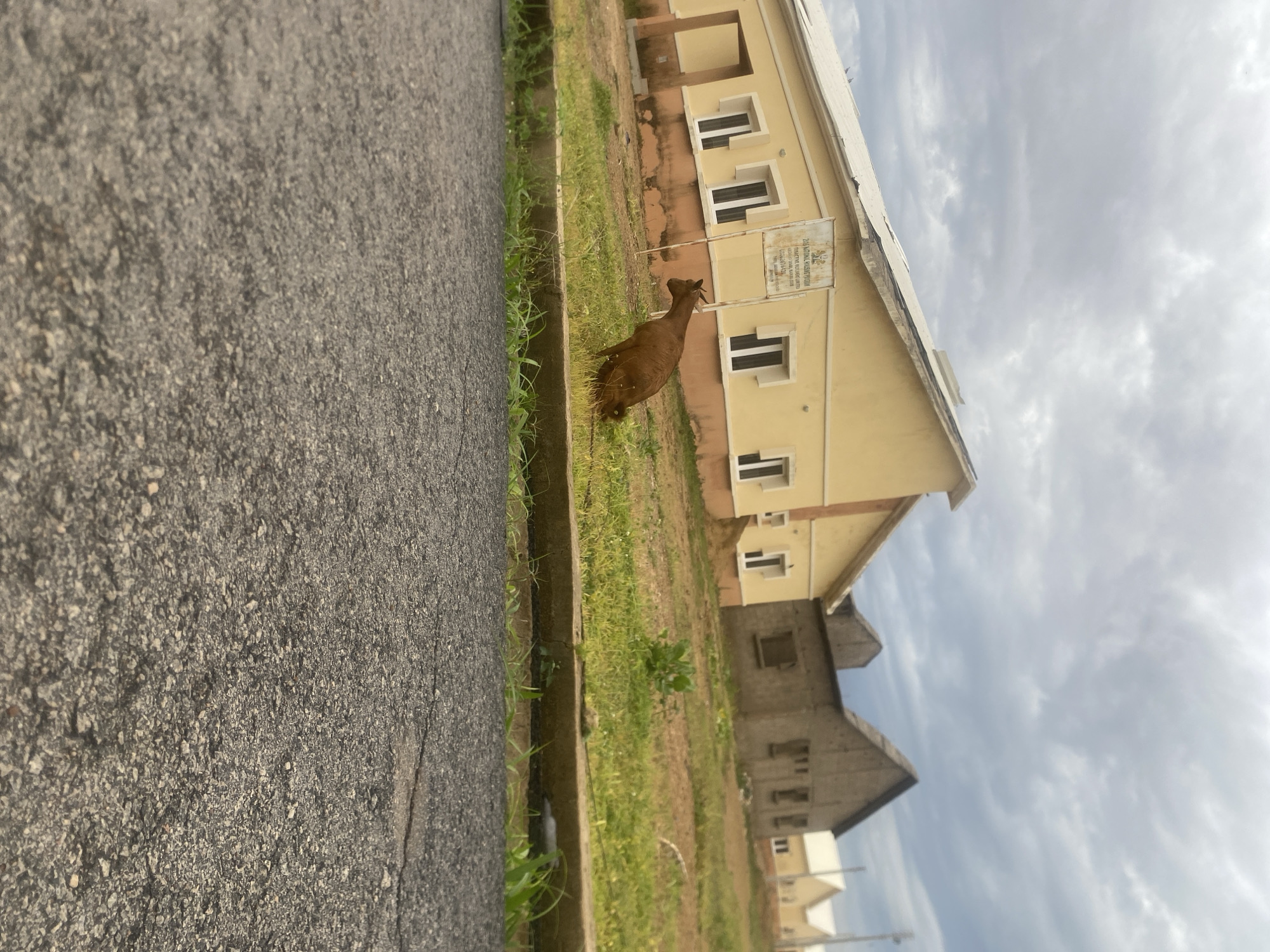 A brown goat is grazing on the side of a road in front of a light yellow building with white trim. The goat is the primary subject, positioned in the middle ground of the image, facing away from the camera towards the building. The road occupies the left foreground, showing a textured asphalt surface. The building appears to be residential or institutional, with multiple windows visible. In the background, another building, seemingly under construction, is partially visible. The setting is outdoors, with a strip of green grass and some sparse vegetation between the road and the building. The sky is overcast with dramatic clouds, suggesting a cloudy or potentially stormy day. The lighting is diffused, indicating it is likely daytime. A sign is affixed to the front of the yellow building, but the text is not clearly legible. The overall scene appears to be in Bulamare, Nigeria. There are no people visible in the image. The activity is simply the goat grazing.