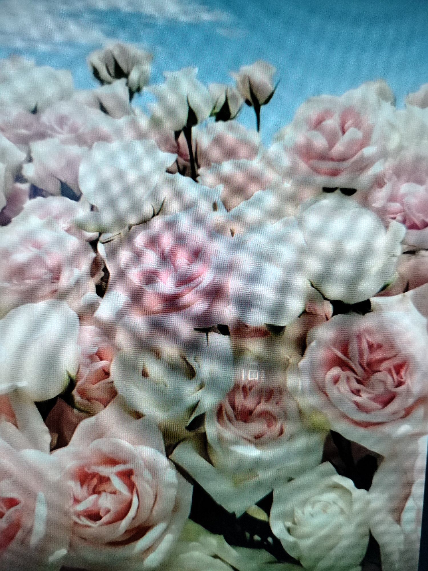 The image is a close-up, low-resolution, pixelated photograph of a large bouquet of light pink and white roses, with a pale blue sky and faint clouds visible in the background. The roses are the primary focus, with many blooms in various stages of opening, some appearing more fully bloomed and others still in bud. The lighting is bright, casting soft shadows within the petals. There are no people or discernible structures visible in the image, and no indication of a specific location within Yashkino, Russia. The scene appears to be a still life composition of flowers.
