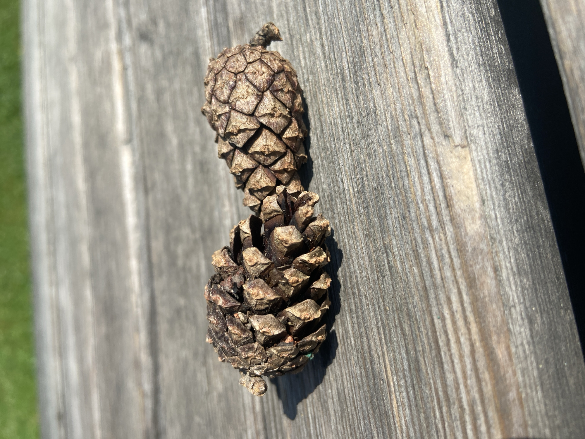Two brown pinecones are lying on a weathered wooden surface. The pinecones are positioned side by side, with their scales clearly visible and slightly open. The wooden surface appears to be part of an outdoor table or bench, with distinct grain lines and some signs of wear. In the background, out of focus, is a strip of green grass. The lighting suggests it is daytime, with a shadow cast by the pinecones on the wooden surface. There are no people or animals present in the image. The location is not specified and cannot be determined.