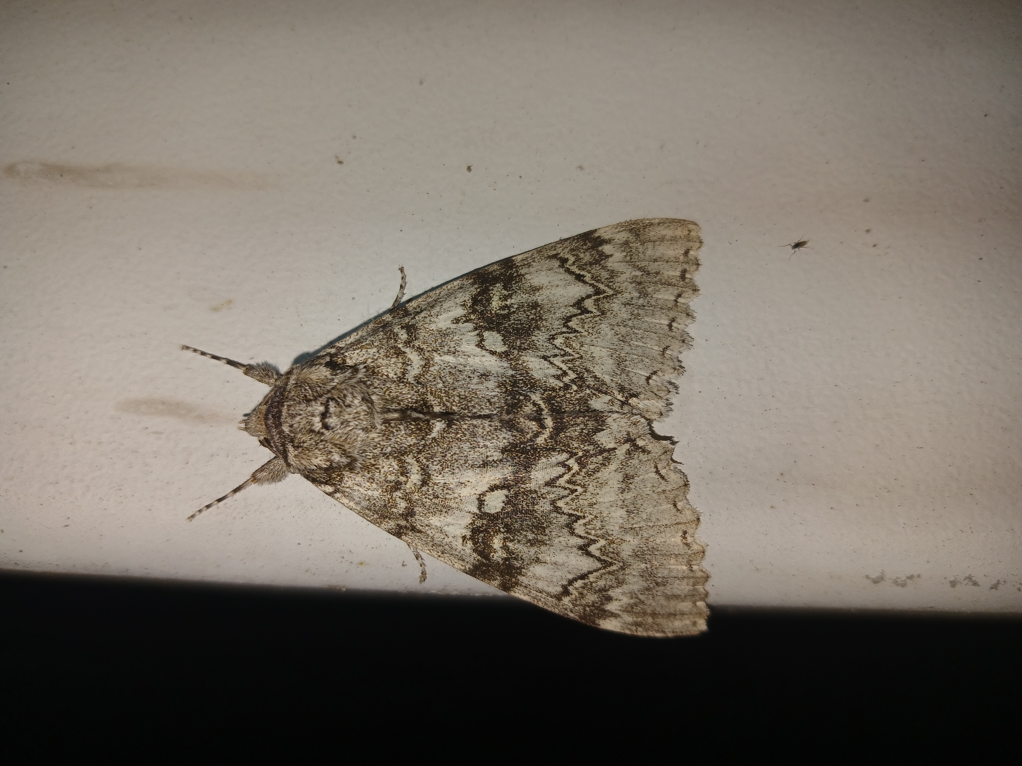 The image shows a moth with intricate brown and white patterns on its wings, resting on a textured, off-white surface that appears to be a wall. The moth is positioned in the center of the frame, with its antennae extended upwards. To the left of the moth, a dark, shadowy area creates a stark contrast with the illuminated wall. The background shows some slight discoloration and specks, indicating the texture of the surface. In the lower right quadrant of the image, a very small insect, possibly a fly, is visible. The overall lighting suggests this photograph was taken at night or in a dimly lit environment. There is no information provided to confirm the location as Chilino, Russia, or any specific details about people, actions, or interactions within the scene.