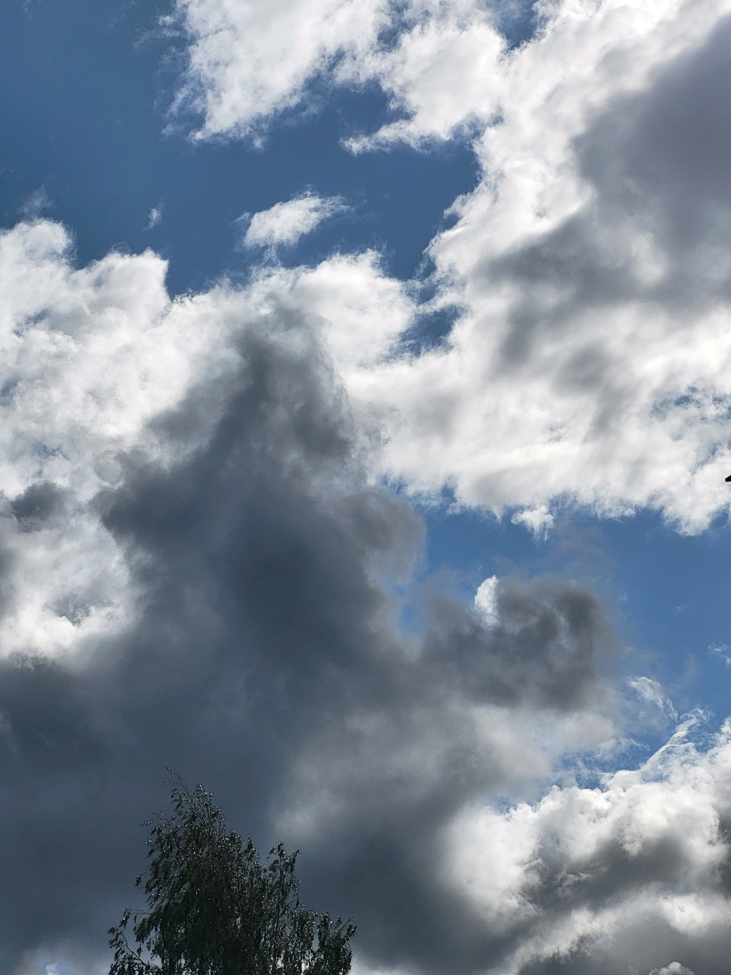 A photograph captures a dynamic sky filled with a mix of dark, heavy storm clouds and bright, fluffy white cumulus clouds against a vivid blue backdrop. In the lower left portion of the frame, the dark green foliage of a tree is visible, its branches reaching upwards towards the turbulent sky. The lighting suggests it is daytime, with sunlight breaking through some of the clouds, illuminating their edges. The scene appears to be an outdoor environmental shot, likely taken in Jelgava, Latvia, given the context of the request. No people or specific actions are depicted.
