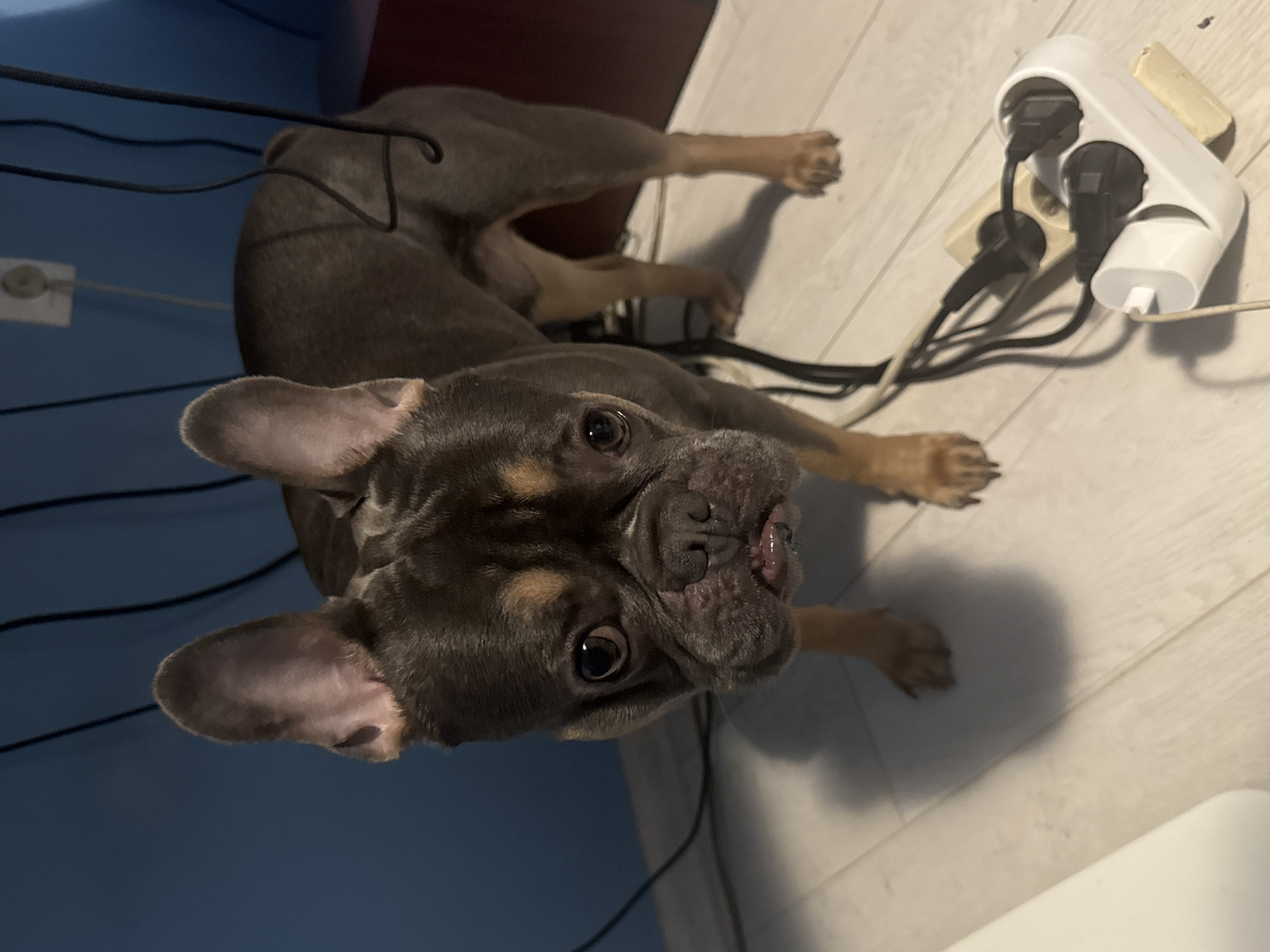 A French Bulldog with dark brown or grey fur and tan markings around its eyes and snout is depicted lying on a light-colored floor. Its large, upright ears are prominent, and it looks directly up at the camera with wide, dark eyes, a curious or attentive expression on its face, with a hint of its pink tongue visible.
The dog's body extends into the upper part of the frame, surrounded by numerous black electrical cables that crisscross the floor and hang in the background. To the right of the dog, a white, multi-socket power strip is plugged into a wall outlet, with several black power cords connected to it and another adjacent wall socket. The style of the electrical outlets appears to be European.
The floor is a light wood or laminate material. In the background on the left, a blue wall or large object is visible, while a darker, possibly red or maroon, surface is present in the upper right background. The scene is indoors, illuminated by artificial lighting. No text is visible in the image. The setting suggests a domestic interior in Burgas, Bulgaria.