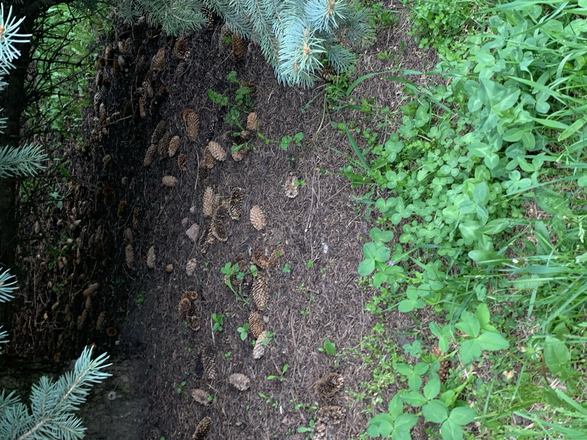 The image presents a ground-level view of an outdoor scene, possibly within a park or garden. The left side of the frame is dominated by a dense accumulation of pine cones scattered across dark soil, partially shaded by the lower branches of a blue spruce tree, evidenced by its distinctive blue-green needles. To the right, the ground transitions to a lighter, more grassy area, populated by clover and mixed vegetation. The lighting is diffuse, indicating an overcast day or a location with significant tree cover. No people or animals are visible. The scene lacks any markers to pinpoint its specific location within the city of Unknown, Unknown.