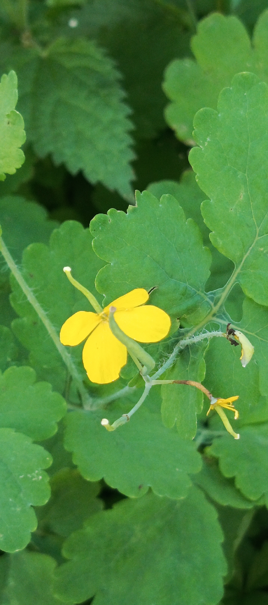A single yellow celandine flower, its petals unfurled, is the focal point of this close-up, vertical shot. The flower is surrounded by lush, green leaves, some of which are slightly serrated along the edges. The background is a blur of darker green foliage, suggesting the flower is part of a larger plant or garden. The lighting is even, highlighting the delicate structure of the flower and the veins on the leaves. There are no people or animals visible in the image, and the setting appears to be a natural outdoor environment.