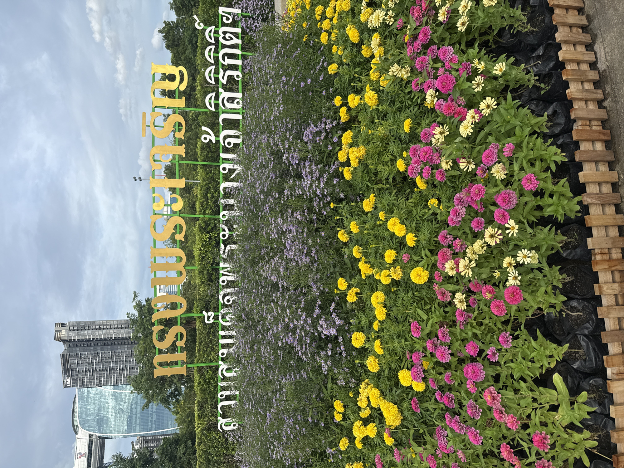 The image depicts a vibrant flower garden in front of a large sign with Thai script. The sign is gold colored with ornate lettering, and a green metal frame. Below it, in white lettering, is more Thai script. The garden is filled with a variety of flowers, including bright pink and yellow zinnias, and smaller purple flowers in the background. In the distance, modern skyscrapers pierce a cloudy sky, indicating an urban setting. One building has a distinctive curved glass facade and another is a tall, rectangular high-rise. The foreground shows a rustic wooden fence bordering the flower beds, with black plastic bags containing the plants visible behind the fence. The scene is likely a public park or a landscaped area within the city of Bangkok, Thailand.