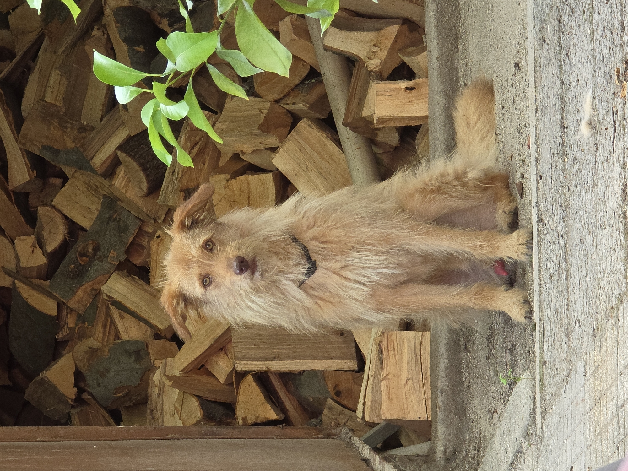 A shaggy, light brown dog with a dark collar sits facing the camera in front of a wall of stacked firewood. The dog has long, wavy fur, pointed ears, and intelligent eyes. Green leaves from a plant are visible in the upper right corner. The ground in front of the dog is a mix of concrete and gravel. The background consists of cut logs of varying sizes and shades of brown, some with bark still attached. The scene appears to be outdoors in a rustic setting. The location is identified as Septemvri, Bulgaria.