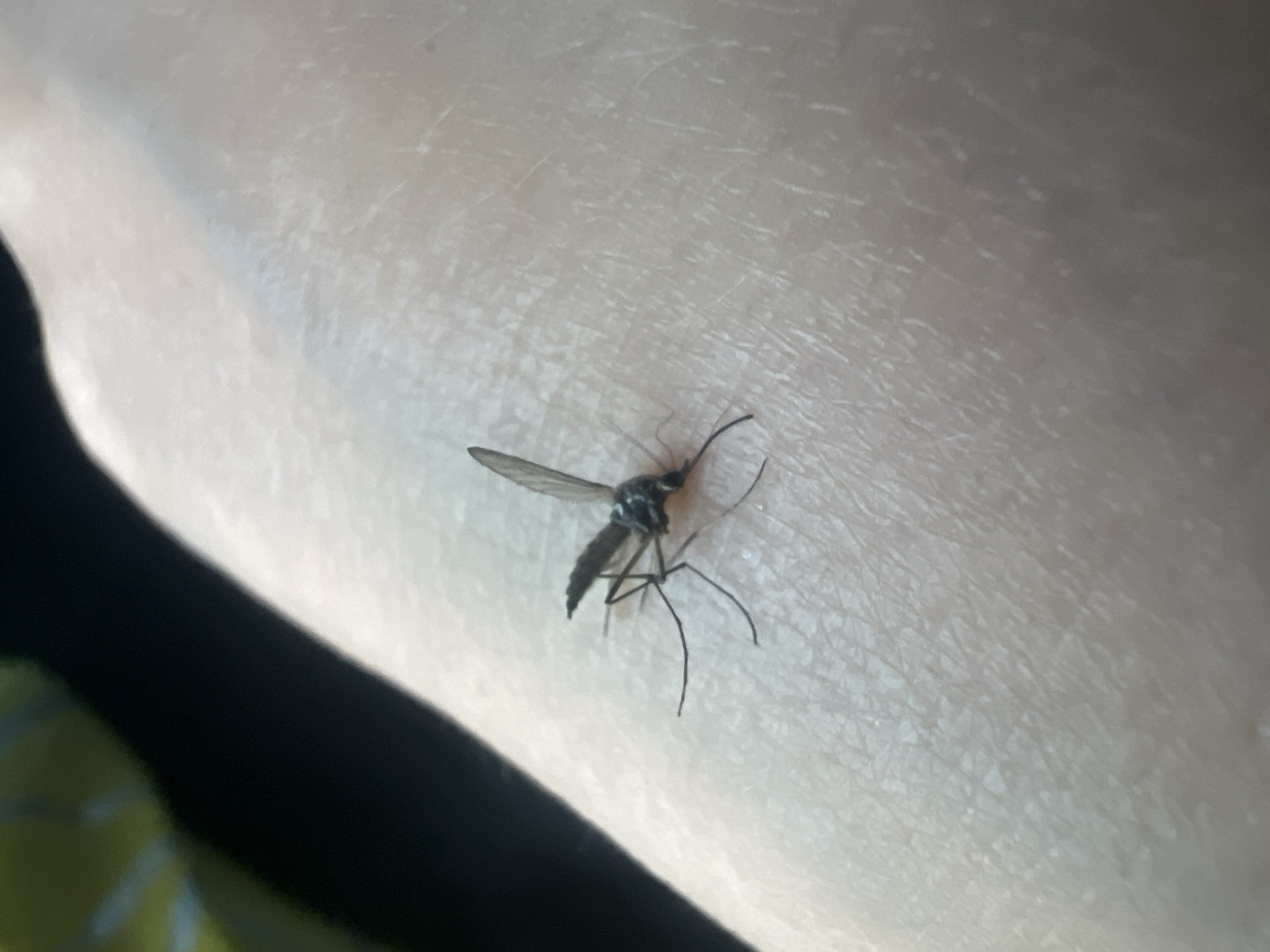 A mosquito is resting on a person's skin. The mosquito is dark in color and has long legs and wings. The skin is light-colored and appears to be dry. The background is dark and out of focus.