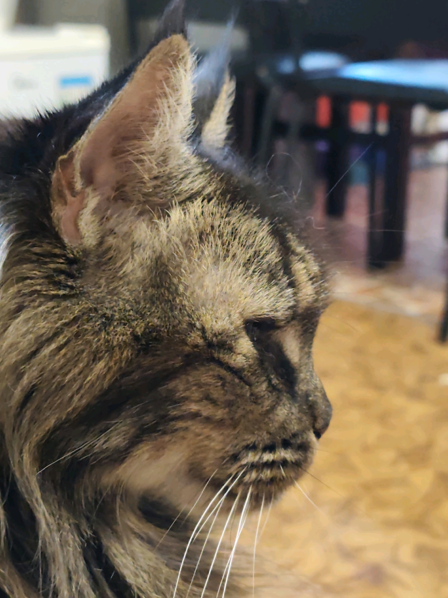 A close-up profile shot of a tabby cat's head is captured from the right side. The cat has a thick, striped coat with dominant brown and black markings. Its right ear is erect and covered in soft, light brown fur with darker tips. The cat's eye is partially closed, revealing a dark pupil. Long, white whiskers fan out from its muzzle. The background is softly blurred, showing an indoor environment with warm, orange-toned flooring and dark furniture, possibly in a home or community center. The image does not contain any elements suggesting a location in Volno-Nadejdinskoe, Russia.