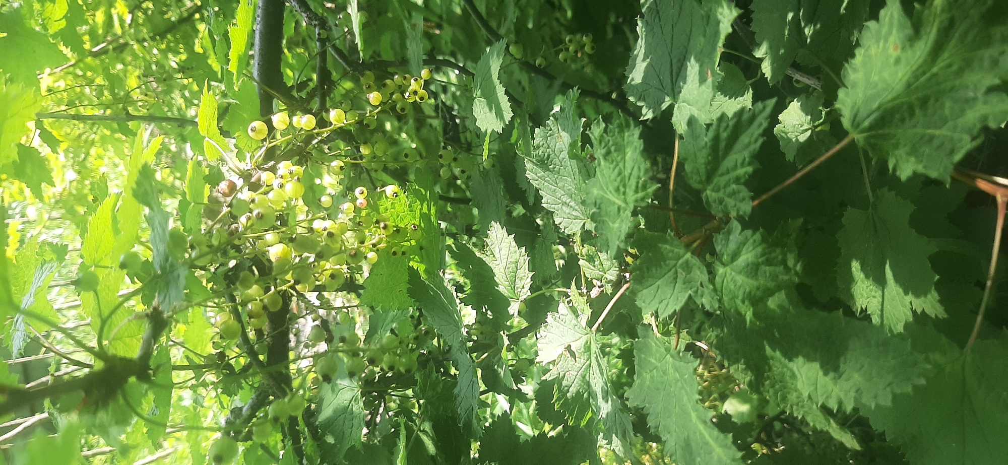 The image depicts a close-up view of a currant bush laden with unripe, pale green berries. The berries are clustered on thin stems, interspersed with large, serrated green leaves. Sunlight filters through the foliage, creating dappled light and shadows on the leaves and berries. The background is a blur of green leaves and branches, suggesting a densely vegetated outdoor setting. The image does not provide any information or context about the city of Yessentukskaya, Russia. There are no people, actions, or interactions visible in the scene.