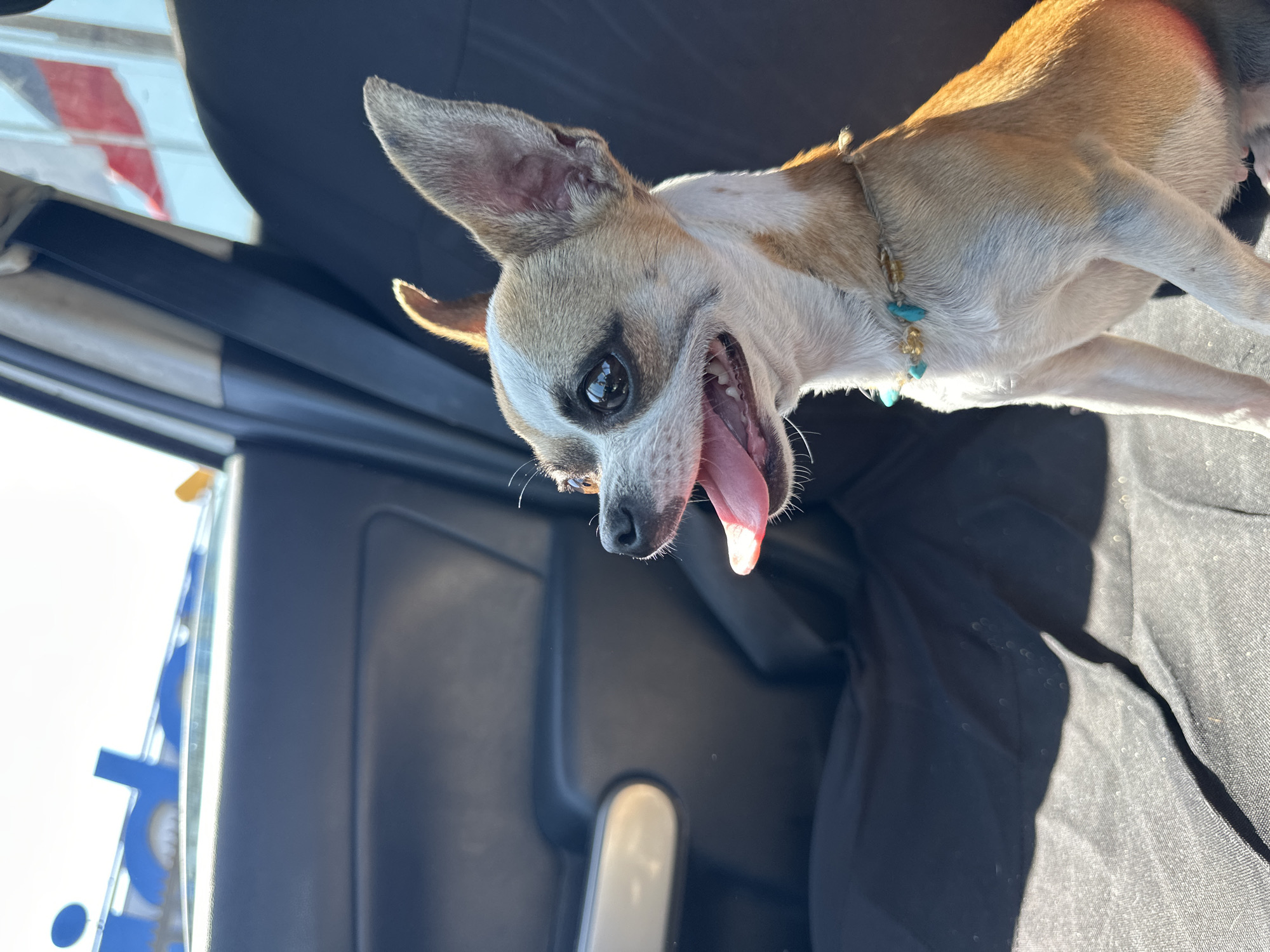 A close-up captures a tan and white Chihuahua dog with its tongue lolling out, seemingly panting, as it sits in the passenger seat of a car. The dog wears a collar with turquoise-colored adornments. The car's interior is visible with the dark seat covers, window and door frame. Out the car window, light suggests the presence of buildings or infrastructure, but not enough to identify Arica, Chile.
