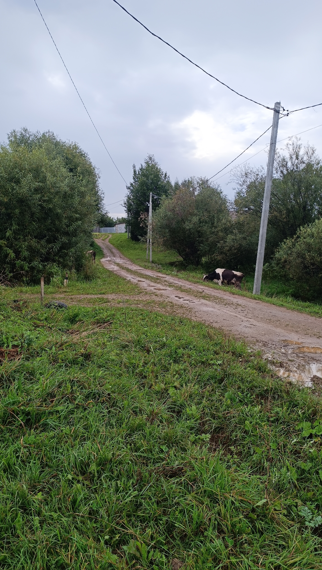 An overcast, cloudy day in Karsha, Russia, provides a backdrop for a muddy, unpaved rural road winding through a landscape dotted with trees and lush green grass. Power lines stretch across the sky, supported by wooden utility poles. On the right side of the road, a brown and white cow lies down, seemingly grazing or resting. Further up the road, another animal, possibly a dark-colored dog, stands near the edge of the trees. In the distance, the road leads towards a cluster of buildings, possibly a farm or small settlement. The overall impression is one of a quiet, rural setting in the countryside of Karsha.