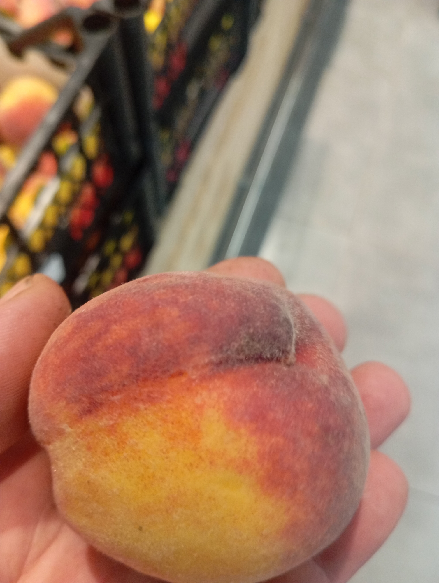 A close-up shot shows a hand holding a ripe peach. The peach is fuzzy with a gradient of colors, ranging from a deep red to a warm yellow. The background is blurred, but appears to be a grocery store aisle with shelves filled with produce, suggesting the peach was recently purchased or is being selected. The setting appears to be indoors with artificial lighting. The activity is simple: a person is examining a peach, possibly for ripeness or quality. There is no visible text in the image. The overall impression is one of freshness and the simple act of selecting fruit.