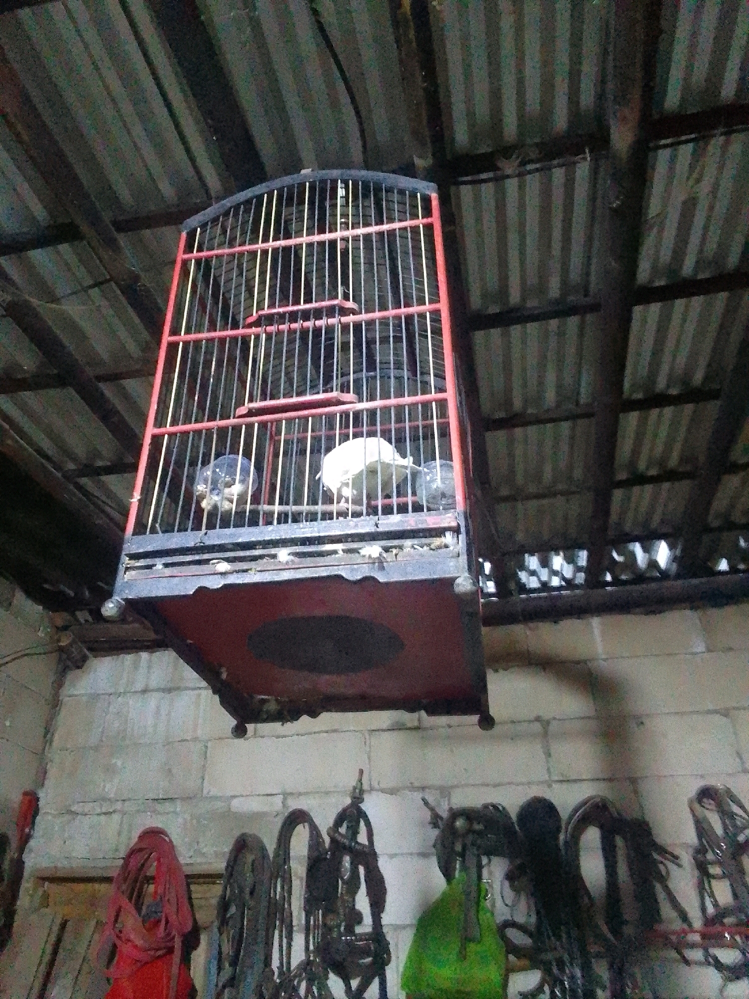 The image depicts the interior of a structure with a corrugated metal roof, possibly a barn or workshop, located in Karangcegak, Indonesia. Hanging from the roof is a large bird cage with red and black framing, containing two birds, one dark-colored and one white. Below the cage, various items are visible against a brick wall, including a bright red bundle of fabric, several pieces of horse tack, and a bright green object. The lighting is dim, suggesting an indoor, possibly rural setting.