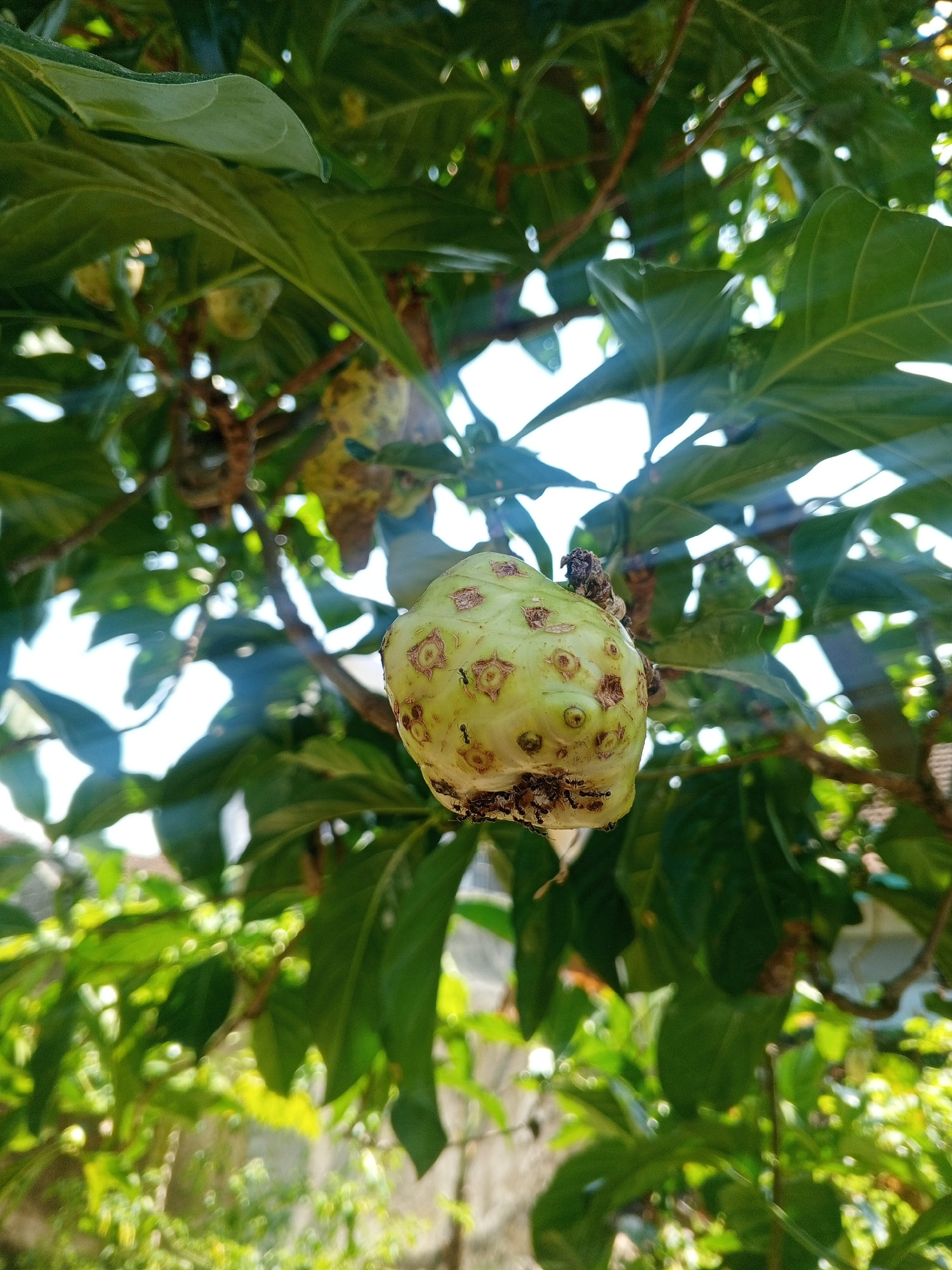 A close-up, low-angle shot captures a single, unripe noni fruit hanging from a branch amidst lush green foliage. The fruit, predominantly light green with yellow undertones, is irregular in shape, featuring numerous circular indentations and some darker, textured patches. A cluster of small, dark ants is visible on the lower portion of the fruit, some appearing to be feeding. The background is a blur of green leaves and bright sunlight filtering through, creating bokeh effects. The overall scene suggests an outdoor setting, likely a garden or natural environment, under bright daylight conditions. The image appears to have been taken in the city of Sumbersari, Indonesia, a location known for its tropical climate and vegetation.