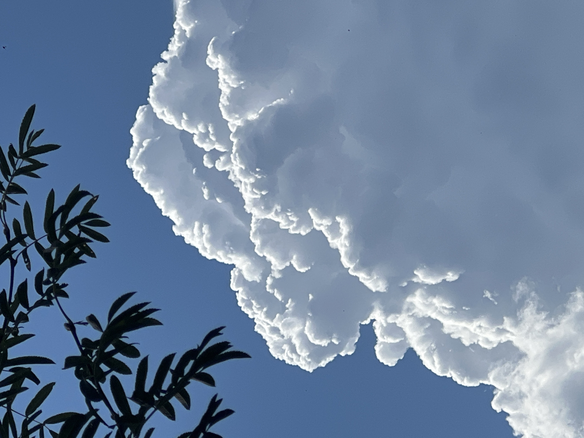A low-angle shot captures a large, fluffy cumulus cloud against a clear blue sky. In the upper left corner, dark green tree branches with serrated leaves extend into the frame. The cloud is brightly lit by the sun, creating stark contrasts between the illuminated white peaks and the shadowed undersides. The overall impression is one of a bright, sunny day with dramatic cloud formations. This image was captured in Mochishche, Russia.