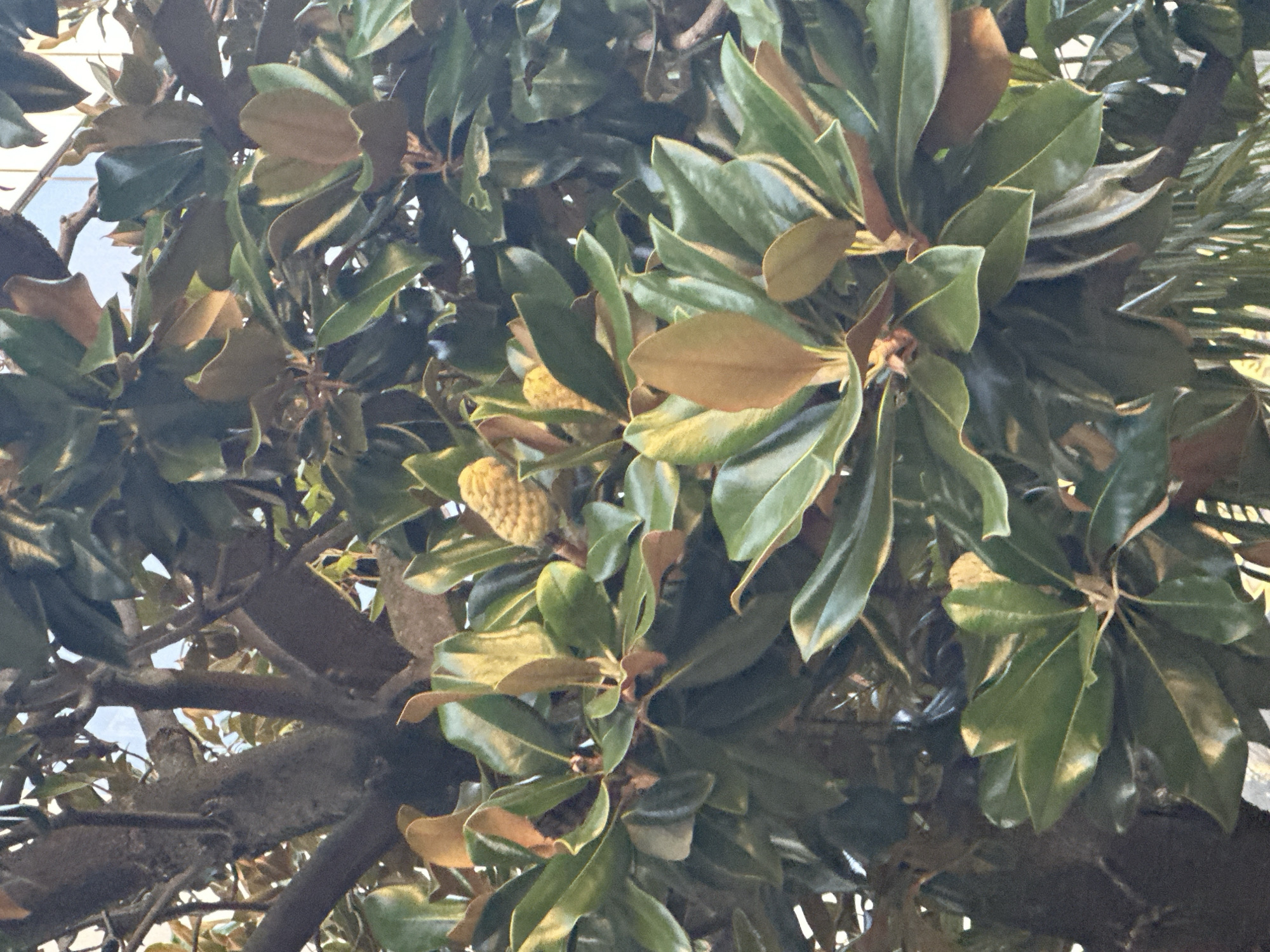 A close-up, medium-angle shot captures the branches and glossy leaves of a magnolia tree, likely in the city of Sochi, Russia. Two small, cone-shaped seed pods are visible amongst the foliage, one in the upper center and another slightly to its left. The leaves are predominantly a deep green, with some showing reddish-brown undersides and edges, indicating they may be older or exposed to more sun. The branches are thick and dark brown. The background is a blur of lighter green leaves and some indistinct shapes that suggest other foliage or possibly the sky peeking through. The overall impression is of a lush, natural setting within an urban environment, characteristic of Sochi's subtropical climate. There are no people or animals visible in the image.