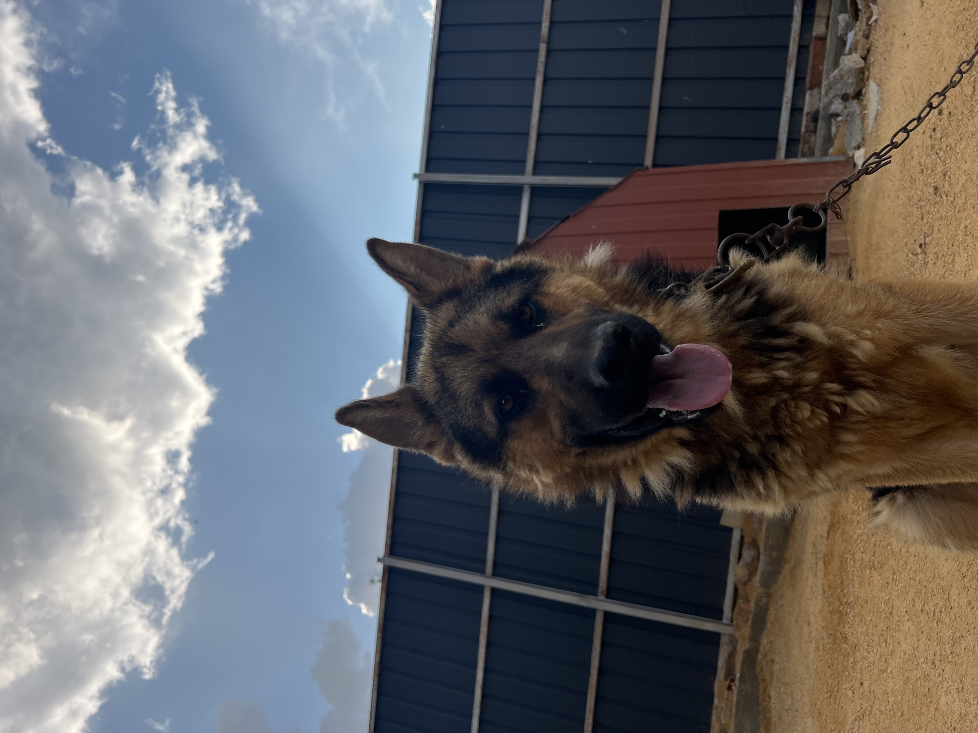 A German Shepherd dog with tan and black fur is chained and panting with its tongue out, looking directly at the camera. The dog is in an outdoor setting with a sandy ground and a large black metal fence behind it. To the right of the dog, there is a small red doghouse with a dark opening. The sky above is blue with scattered white clouds, and sunlight is visible. The location is identified as Ленинское сельское поселение, Ukraine.