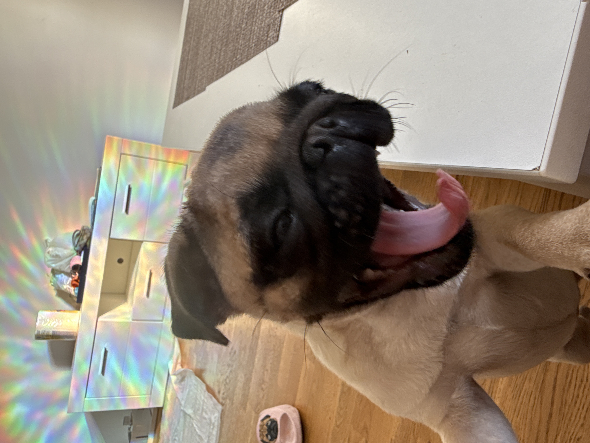 In this close-up, a fawn-colored Mastiff puppy yawns, its pink tongue and open mouth filling a significant portion of the frame. The puppy's fur is short and appears soft, with darker markings around its face. The background is blurred, but a white dresser or cabinet with drawers is visible to the left, reflecting rainbow-colored light. The light creates prismatic streaks across the dresser and the wall behind it. The floor is made of light-colored wood planks. A small pink object, possibly a toy or a slipper, is visible on the floor near the puppy. The overall lighting suggests an indoor setting, possibly during the daytime given the colorful light refraction. The puppy's expression is one of drowsiness or relaxation.