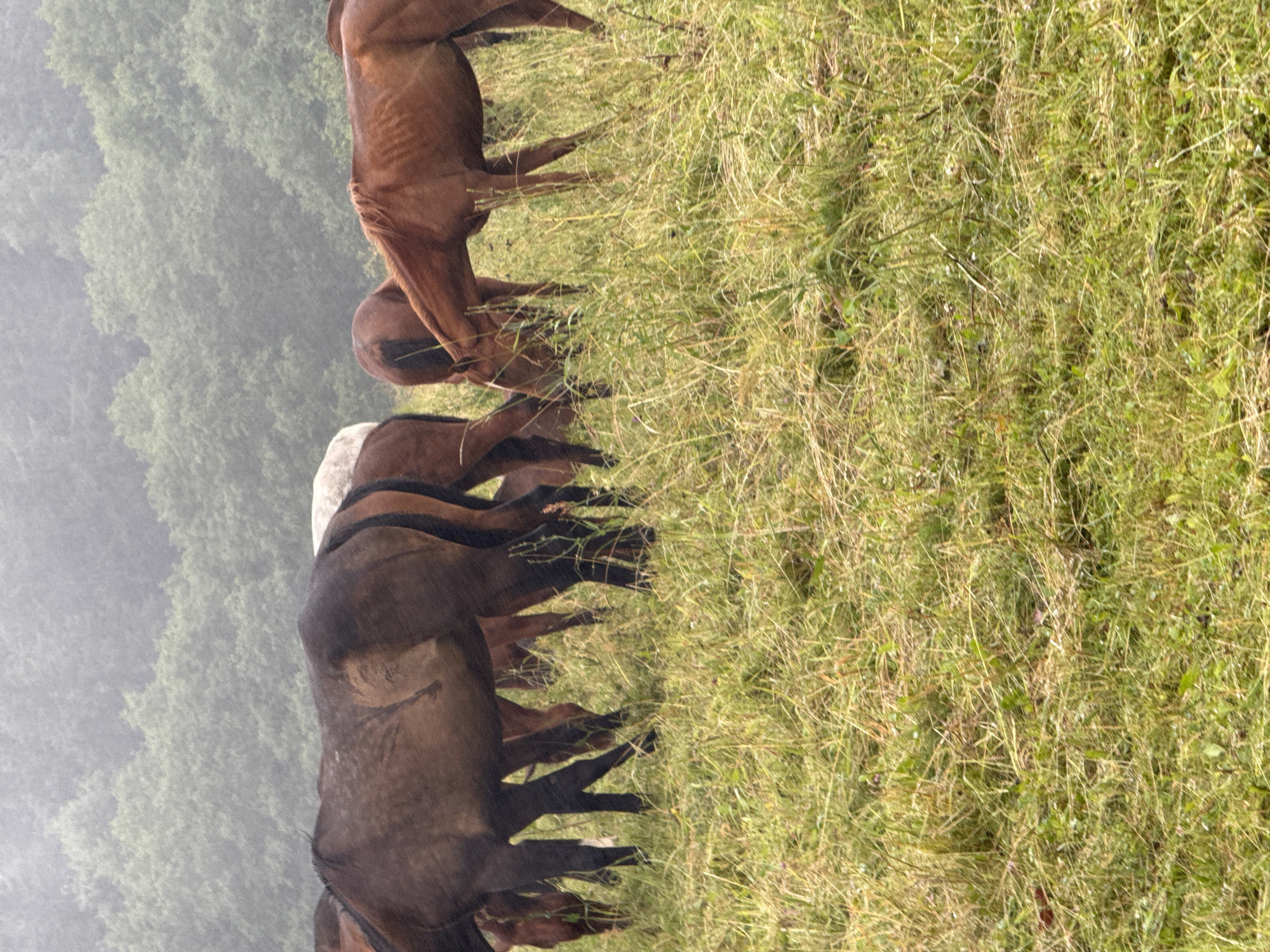 In Galinė, Lithuania, a herd of horses grazes in a field on a hazy day, with a line of trees visible in the background. The horses, mostly brown and a few lighter-colored, are scattered across the tall, dry grass. Some are standing, while others are bent low, eating. The atmosphere is muted, possibly due to fog or overcast skies. The ground is covered in a thick layer of grass, with some patches of dry, yellowed blades mixed with greener growth.