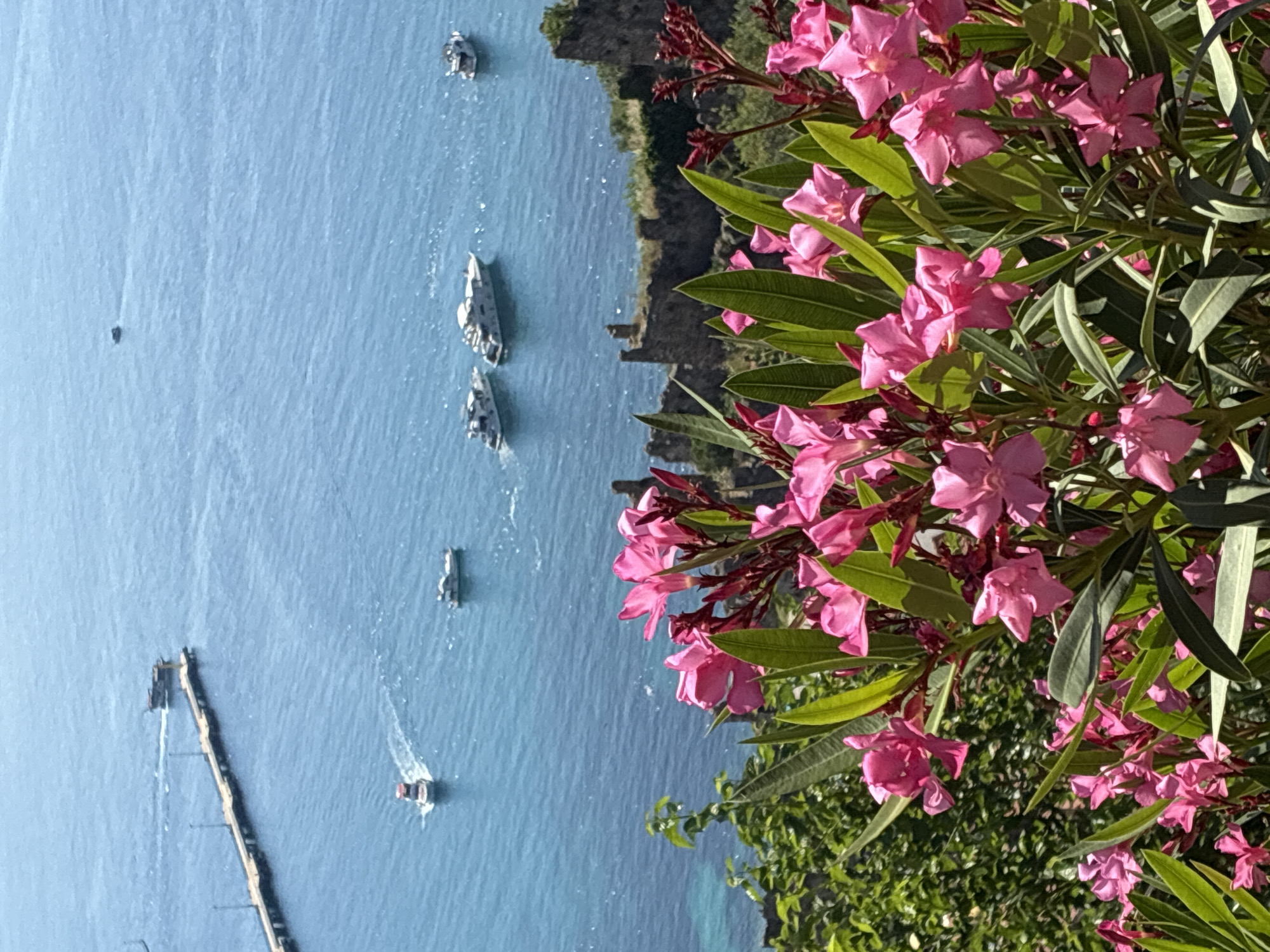The image captures a vibrant coastal scene under bright sunlight, dominated by a lush display of pink oleander flowers and a wide expanse of turquoise-blue water.
In the upper right portion of the frame, a dense bush of vivid pink oleander flowers with dark green, elongated leaves frames the view. The numerous blossoms are brightly illuminated by the sun, showing their delicate petals and clustered arrangement.
The majority of the image is filled by the calm, clear water, likely the Mediterranean Sea near Alanya, Turkey. The water's surface reflects the bright light, creating a shimmering effect, and shows gentle ripples. Extending from the lower left shore into the sea is a long, dark pier or jetty, with a small structure visible at its far end.
Several boats are scattered across the water. A motorboat is actively moving in the mid-left, leaving a distinct white wake behind it. Another boat, also trailing a wake, is located further out towards the right. Two additional boats are visible towards the top left, either anchored or cruising slowly. A tiny dark speck, possibly a buoy or another small craft, is faintly discernible in the distant water.
Along the distant left edge, a rugged coastline or cliffs are visible, covered with dark green vegetation, suggesting natural landforms rising from the sea. The lighting indicates a clear, sunny day, likely mid-morning or afternoon, given the intensity of the light. The scene evokes a sense of peace and natural beauty, characteristic of a Mediterranean resort location. There are no people or visible text in the image.