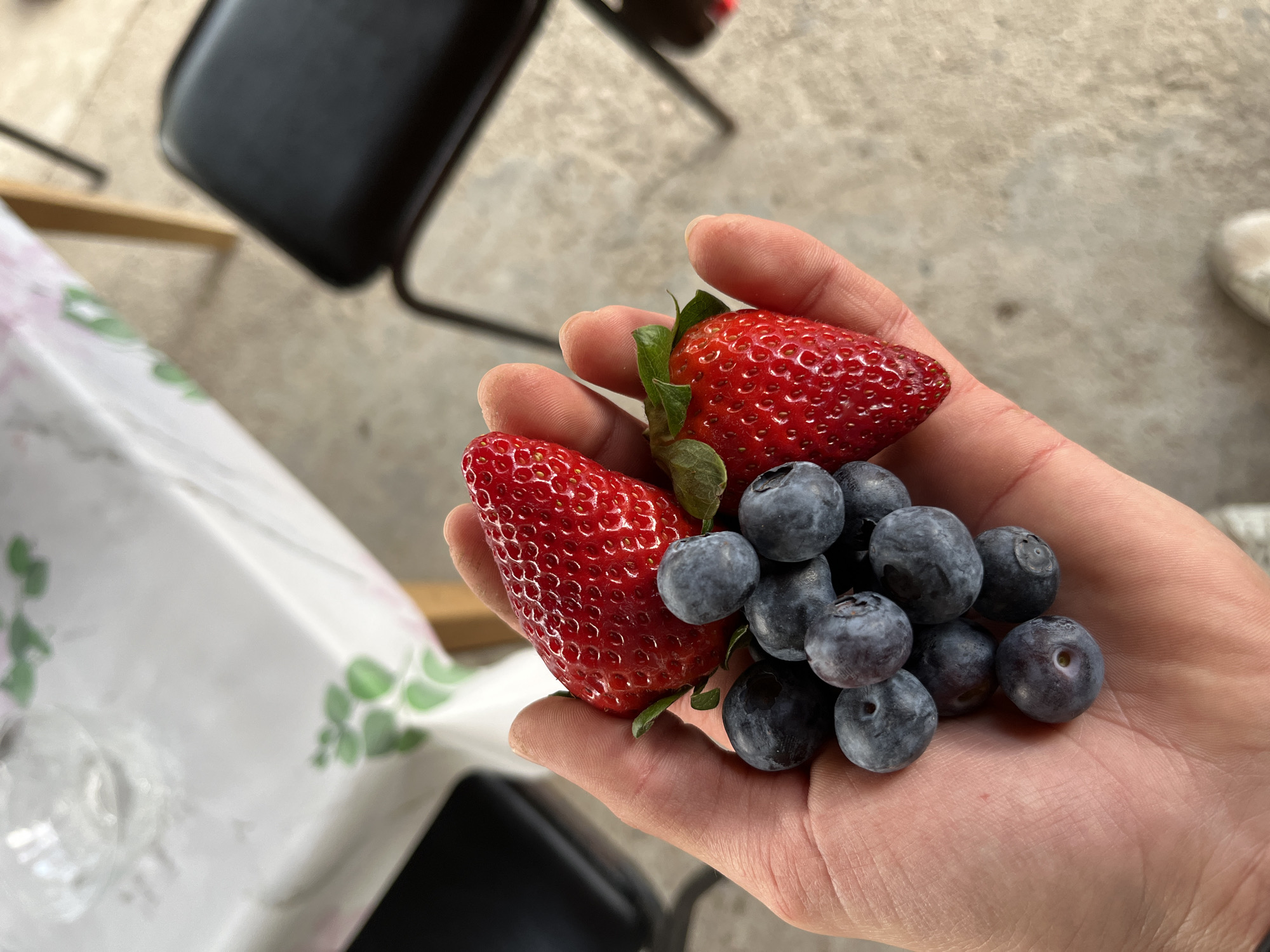 A hand holds two strawberries and a cluster of blueberries. The strawberries are bright red with green leaves still attached. The blueberries are a muted blue-gray. The hand is light-skinned. Background elements include a table with a floral patterned tablecloth, a black chair, and a light-colored concrete surface. The location is not discernible as Karavelovo, Bulgaria without additional information. No people are fully visible, only a hand is shown. The action depicted is holding fruit. There is no apparent interaction other than the hand holding the fruit. The environment is indoors.