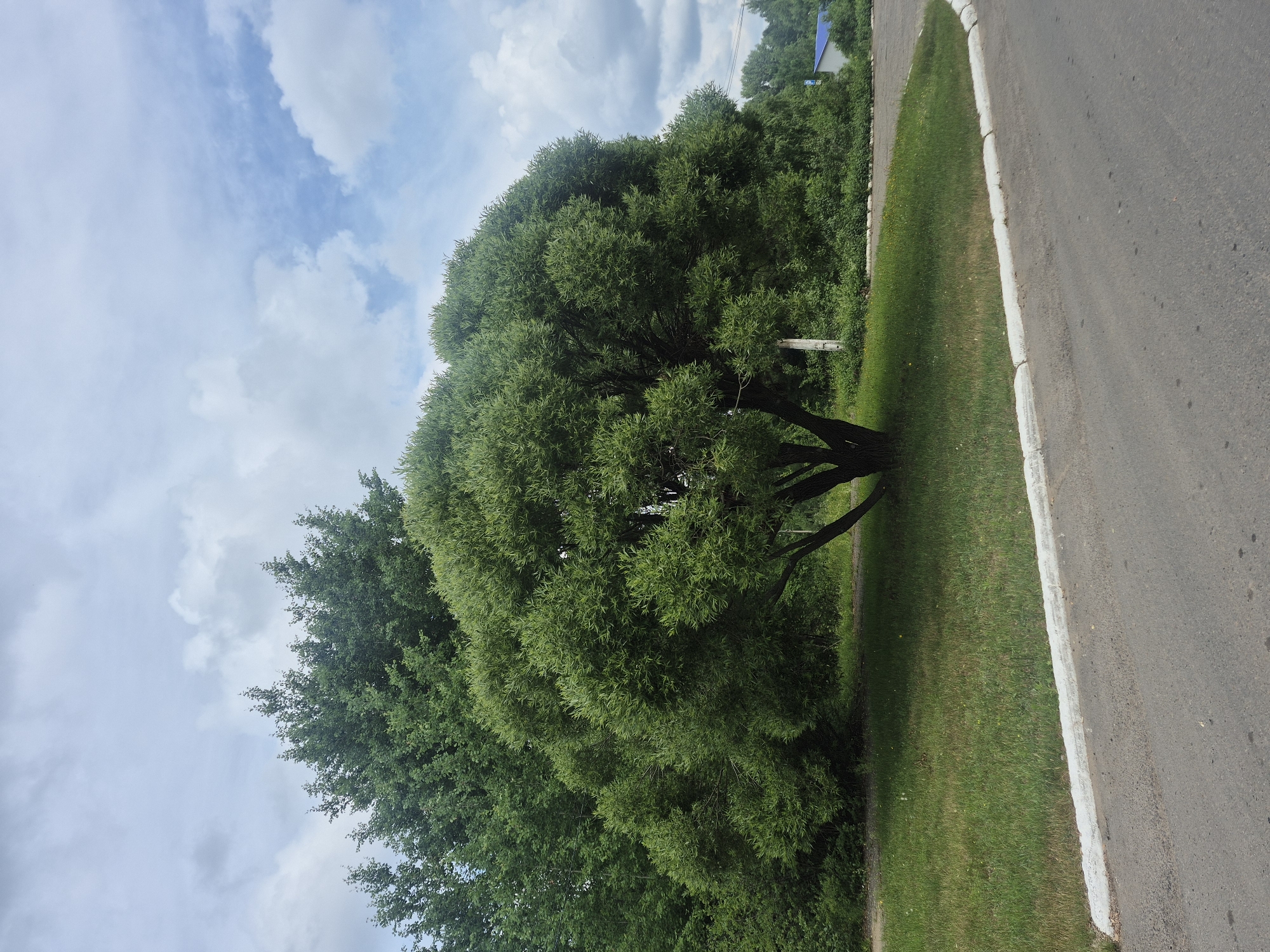The image captures a view of a large, bushy green tree with a thick trunk and multiple branches, standing on a grassy area next to an asphalt road. The tree is the central focus of the image. In the background, more trees and foliage are visible, suggesting a natural or park-like setting within a city. The sky above is partly cloudy with patches of blue sky peeking through. The road has a white painted curb along the edge of the grass. A portion of a building with a blue roof is visible in the far right background, indicating an urban or suburban environment. The scene appears to be in Chaikovsky, Russia, given the information provided. There are no people or animals visible in the image.