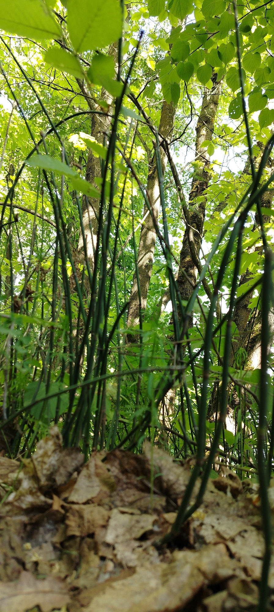 The image captures a ground-level view within a forest, likely in Noviy, Russia. Fallen leaves cover the forest floor in the foreground, giving way to green undergrowth and thin, dark-green stalks reaching upwards. Behind these, tree trunks are visible, their bark textured and dappled with sunlight filtering through the canopy. The leaves of the trees overhead are bright green and create a dense ceiling, punctuated by patches of brighter sky. The scene suggests a lush, wooded area.
