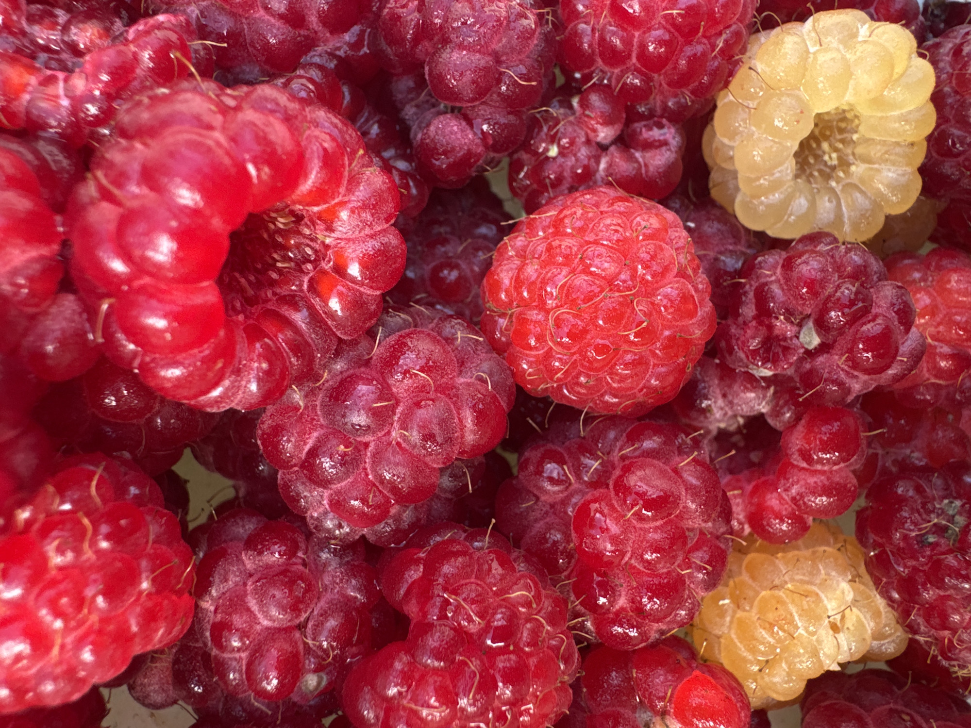 A close-up, overhead shot displays a pile of ripe raspberries and a few golden raspberries. The berries are clustered together, with some slightly crushed, revealing their textured drupelets. The lighting creates highlights and shadows, emphasizing the plumpness and juiciness of the fruit. The scene is entirely focused on the berries, with no background or environmental context visible. The location in Stavropol, Russia is not discernible from the image.