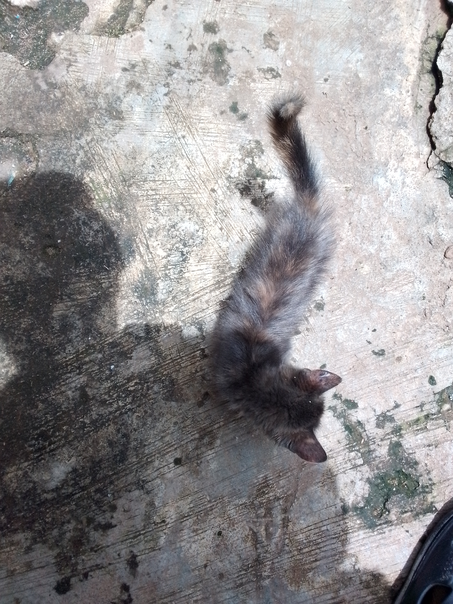 An overhead, full shot shows a calico cat lying on a rough, grey concrete surface. The cat is dark gray and brown with patches of lighter colors, and it is curled on its side with its head turned away from the camera. The concrete has a rough texture with some cracks and patches of dark, wet-looking stains. The scene is outdoors, and a dark shadow falls across the left side of the concrete, suggesting strong sunlight. The location is identified as Jos, Nigeria, based on the user's prompt.