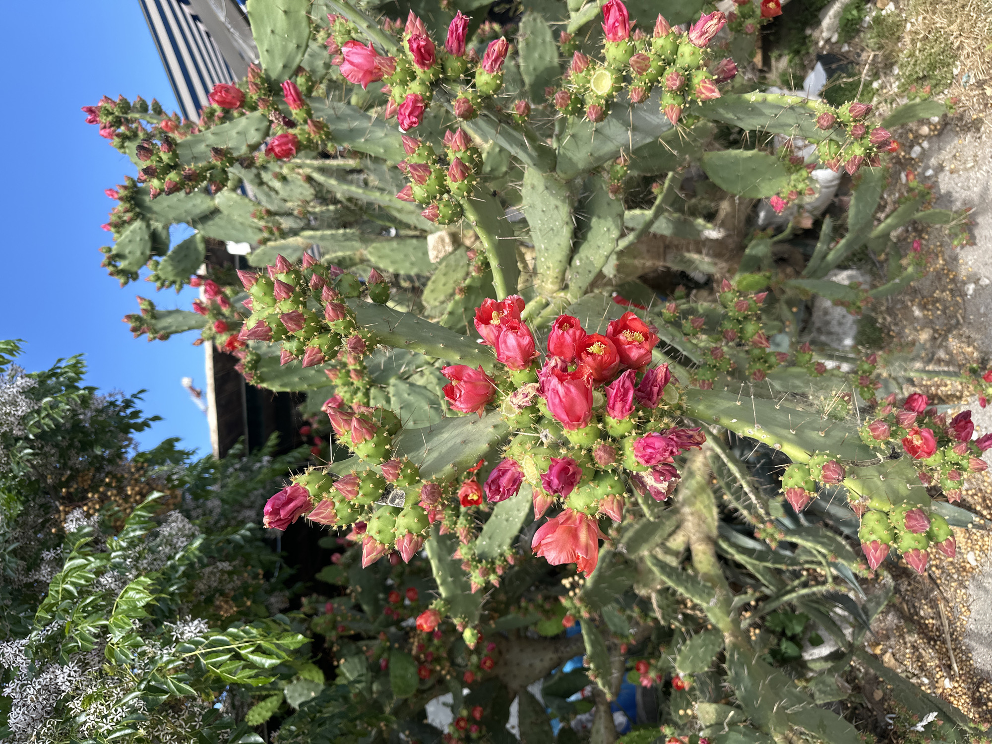 The image shows a prickly pear cactus with numerous pink and red flowers and buds. The cactus is growing outdoors in what appears to be a garden or urban environment. There are other plants visible in the background, as well as glimpses of buildings and the sky. Based on the prompt mentioning Budva, Montenegro, it can be assumed that the picture was taken there.