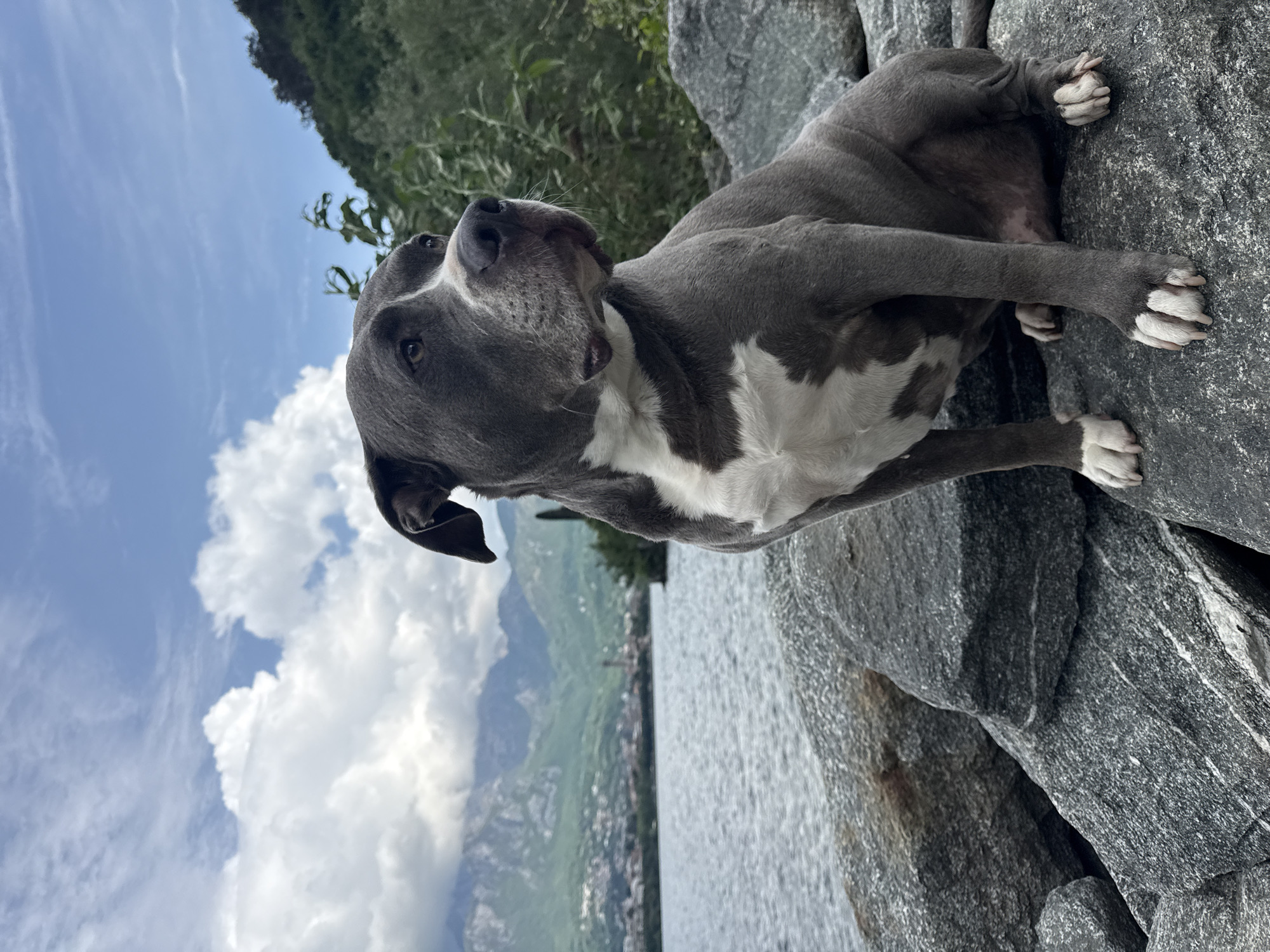A blue and white American Staffordshire Terrier or a similar breed dog is prominently featured, lying or sitting on large, textured grey rocks by a body of water. The dog has a sleek, short, blue-grey coat with distinct white markings on its chest, face, and paws. Its full body is visible, with its front paws resting on the rocks, and its head is turned upwards and slightly to the left, displaying an alert yet calm expression with bright, observant eyes.
The background reveals an expansive, shimmering lake that stretches towards a distant shore. Beyond the water, a majestic mountain range rises, densely covered in lush green foliage, indicative of the scenic landscape around Valmadrera, Italy. The sky above is a vibrant blue, adorned with soft, white cumulus clouds, signaling a bright and clear daytime scene. Some greenery is also visible on the hillsides and around the immediate rocky area. The rough, grey rocks form a natural and rugged foreground and a sturdy resting spot for the dog. There is no visible text in the image. The scene captures a tranquil moment of the dog enjoying the beautiful outdoors on a sunny day.