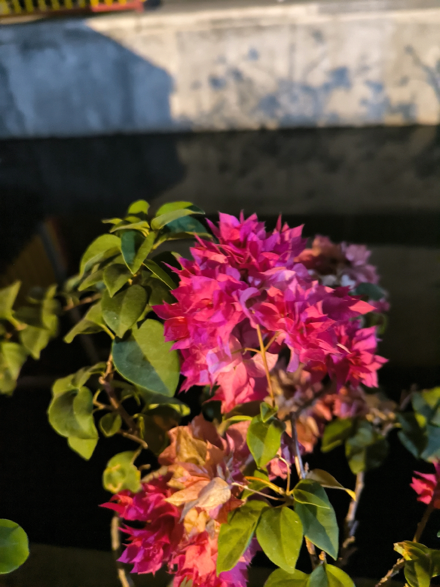 A close-up shot captures a cluster of bright pink bougainvillea flowers and their green leaves against a dark, blurry background. The flowers are vibrant and detailed, with some appearing slightly wilted and tinged with orange and yellow hues. The leaves are a healthy green, some with visible veins. The background suggests an outdoor setting with a textured wall and a shadow casting from an unseen object. The lighting is dramatic, with some areas brightly illuminated and others in deep shadow. The scene appears to be captured at night or in low-light conditions, possibly in a garden or on a balcony. There are no people or animals visible in the frame.