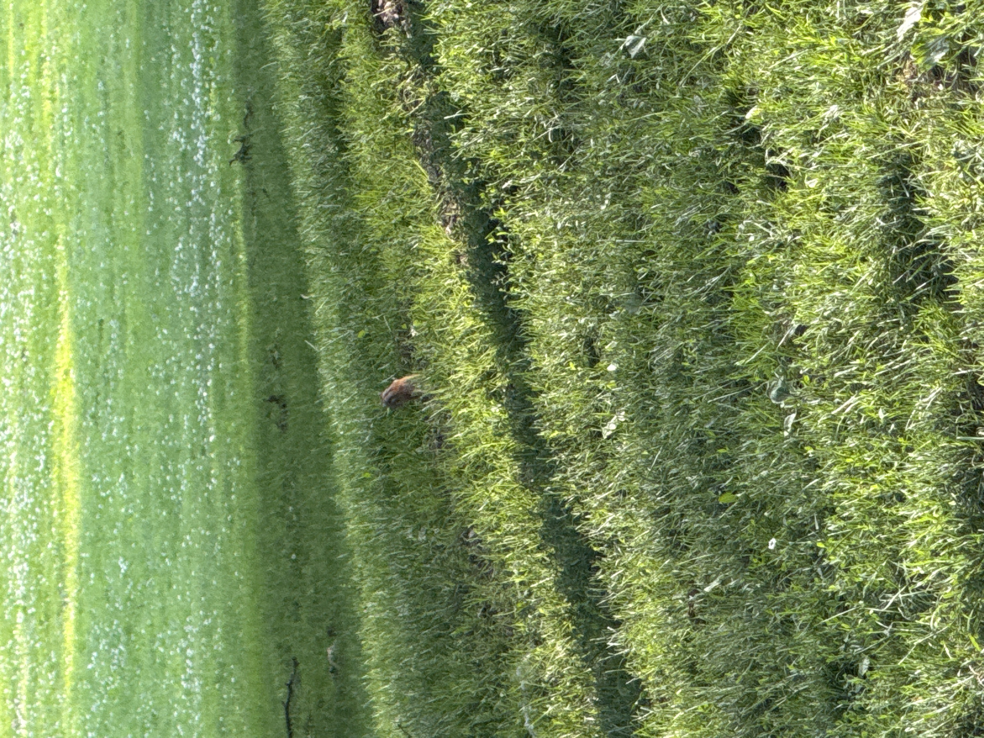 The image shows a ground-level view of a grassy field in South Abington Township, United States of America. The field is predominantly green, with patches of small white flowers scattered throughout. Sunlight casts a shadow diagonally across the grass, creating a contrast between illuminated and shaded areas. In the mid-ground, a small brown animal, possibly a rodent or a bird, is visible standing in the grass. The background is a blur of green, suggesting more of the same grassy terrain. The overall scene depicts a natural outdoor environment, likely a park or a meadow.