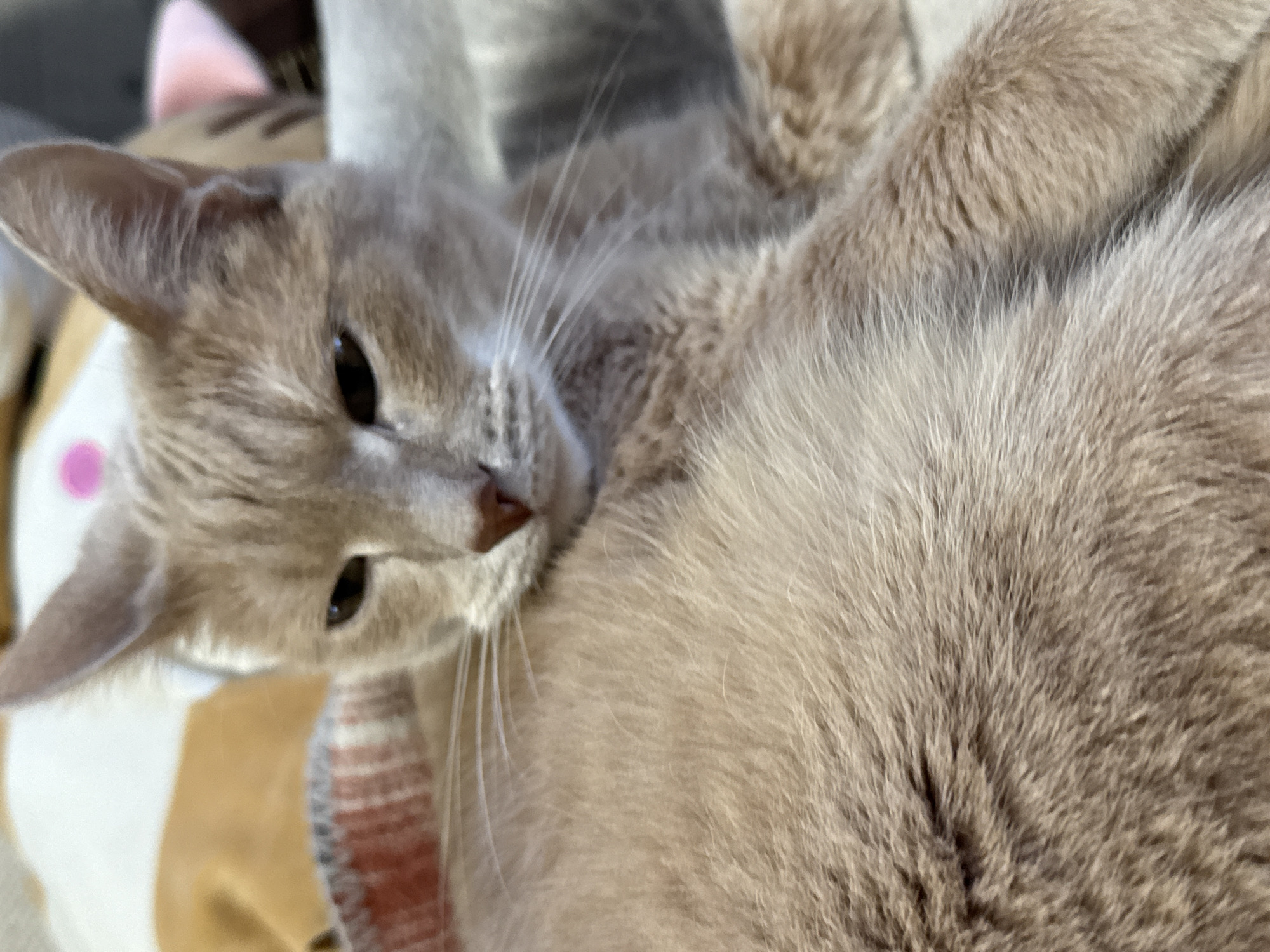 A close-up photograph features a light tan cat with brown eyes and pink ears. The cat is lying on a soft surface, possibly a cushion or blanket, with its face towards the camera. Part of the cat's body is visible in the foreground, with fluffy fur. The background is blurred and shows indistinct shapes and colors. There is no indication of the city of Chaikovsky, Russia, or any other specific location within the frame.