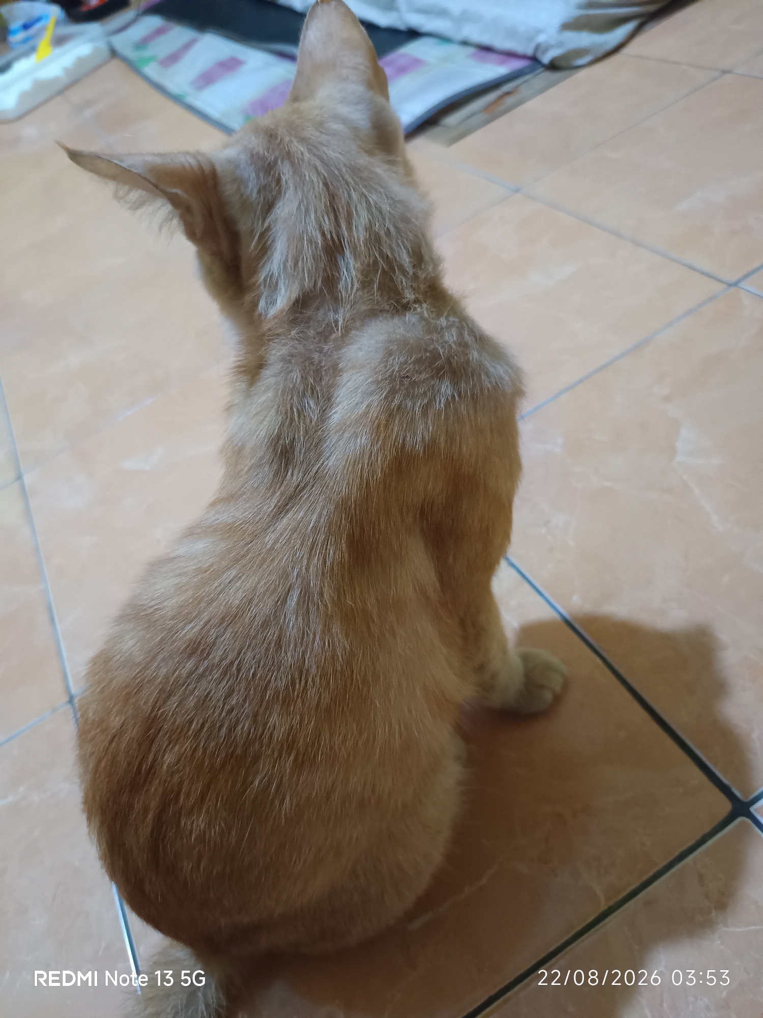 A ginger-colored cat sits facing away from the camera, looking upwards and to its left. The cat's back is clearly visible, showcasing its fur. The cat is positioned on a tiled floor, with the tiles being a warm, earthy tone. In the background, out of focus, are some soft furnishings, possibly a bed or cushions. The bottom left corner of the image displays the text "REDMI Note 13 5G", and the bottom right corner shows the date and time "22/08/2026 03:53". The scene is indoors, with the lighting suggesting it's either early morning or late evening.