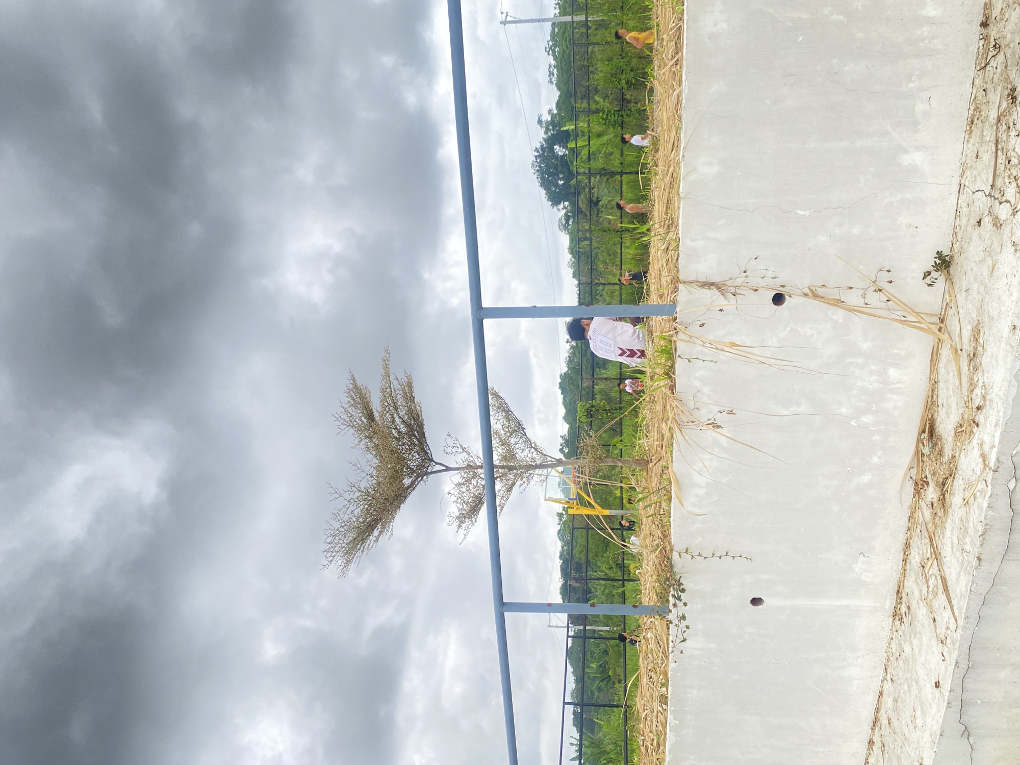 The image depicts an outdoor scene under a cloudy sky, possibly in Davao City, Philippines, characterized by lush vegetation and a gray, overcast atmosphere. In the foreground, a low, white concrete wall runs horizontally, with dry grasses and some sparse green vines growing on and around it. A circular opening is visible in the wall.
Beyond the wall, a blue metal railing extends across the frame, separating the viewer from the middle ground. This area is covered with dry straw-like material. A sparse tree with dry, reddish-brown foliage stands prominently behind the railing. In the middle ground, several young males are engaged in what appears to be a casual game or activity, some are walking, and others are partially obscured by the dry vegetation. One individual in the foreground, facing away from the camera, wears a white shirt with a dark number "10" and maroon markings. A yellow basketball hoop with a glass backboard is visible in the background.
The background is filled with dense green foliage, suggesting a natural or semi-natural environment with trees and plants. In the far distance, a faint structure, possibly a bridge or power lines, can be seen against the sky. The overall impression is a somewhat rural or recreational setting, possibly a park or an undeveloped area within or near Davao City.