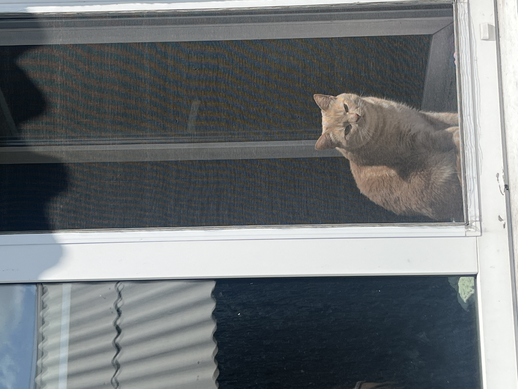 An orange cat sits on a window sill behind a screen. The cat is facing the viewer, with its head tilted slightly to the right. The cat's eyes are narrowed, and its mouth is slightly open. The cat's fur is a light orange color, and it has white markings on its chest and paws. The cat is sitting in front of a window that is open. The window is framed by white trim. Outside the window, a roof with corrugated metal siding can be seen. The sky is blue and there are some clouds.