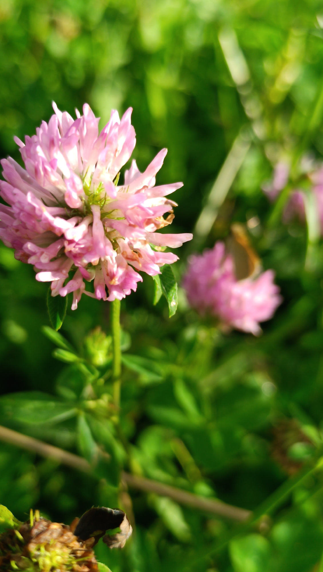 This is a macro photograph of a pink clover flower in a green, grassy field. The flower is in sharp focus, with its delicate petals clearly visible. The background is blurred, creating a bokeh effect that isolates the subject. In the middle ground, another pink clover flower is visible, also blurred, and a small, light brown butterfly is perched on it. The overall impression is one of natural beauty and tranquility. The scene appears to be outdoors, possibly in a park or meadow.