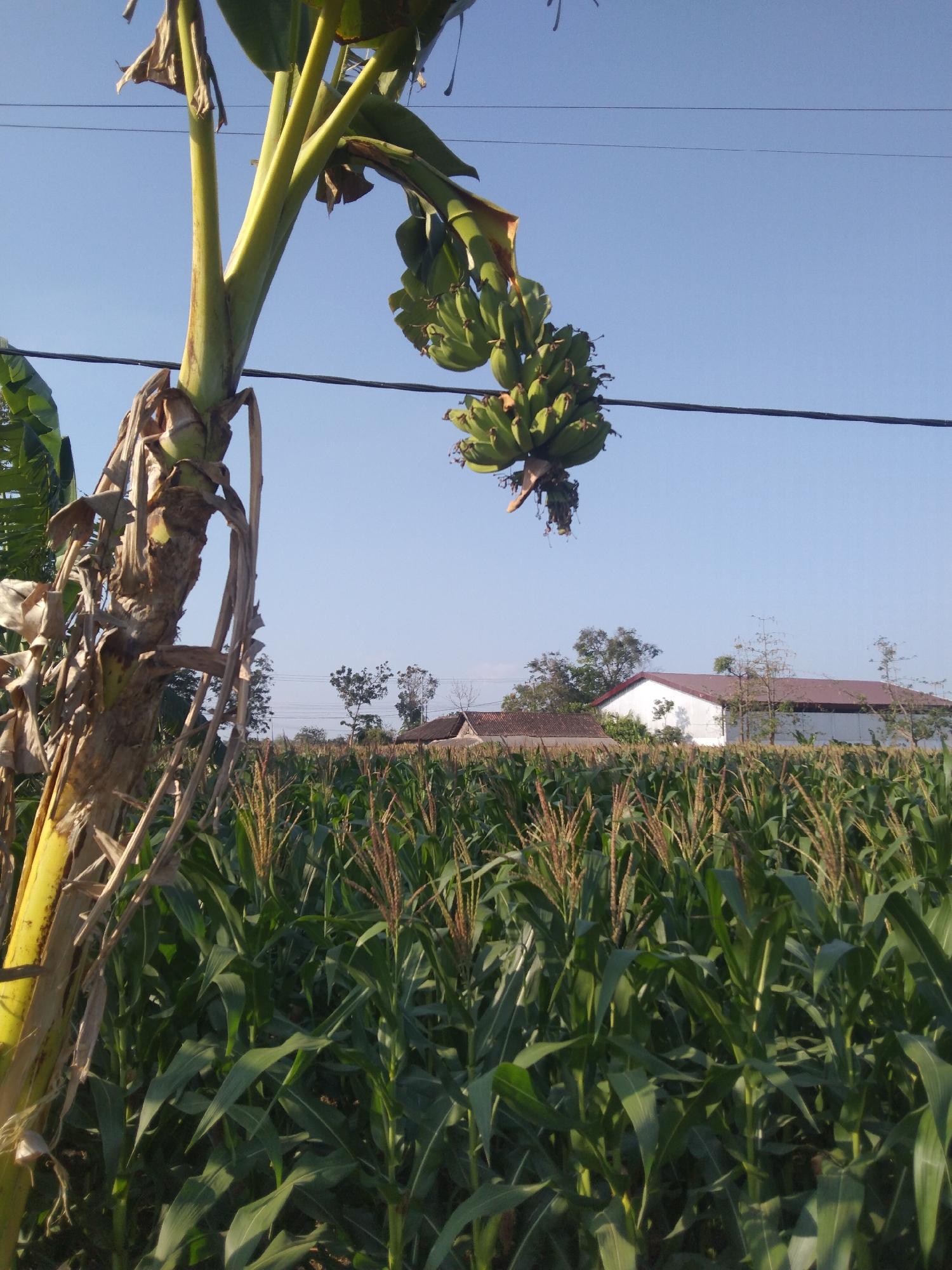 A banana tree with a bunch of green bananas hangs in the foreground of this outdoor, daytime shot. The tree trunk is thick and woody, with dry, brown leaves hanging from it. Behind the banana tree is a field of tall corn stalks, their green leaves reaching upwards. In the background, a building with a white wall and a brown roof is visible, surrounded by trees. The sky above is a clear, bright blue. The image was taken in Buntalan, Indonesia.