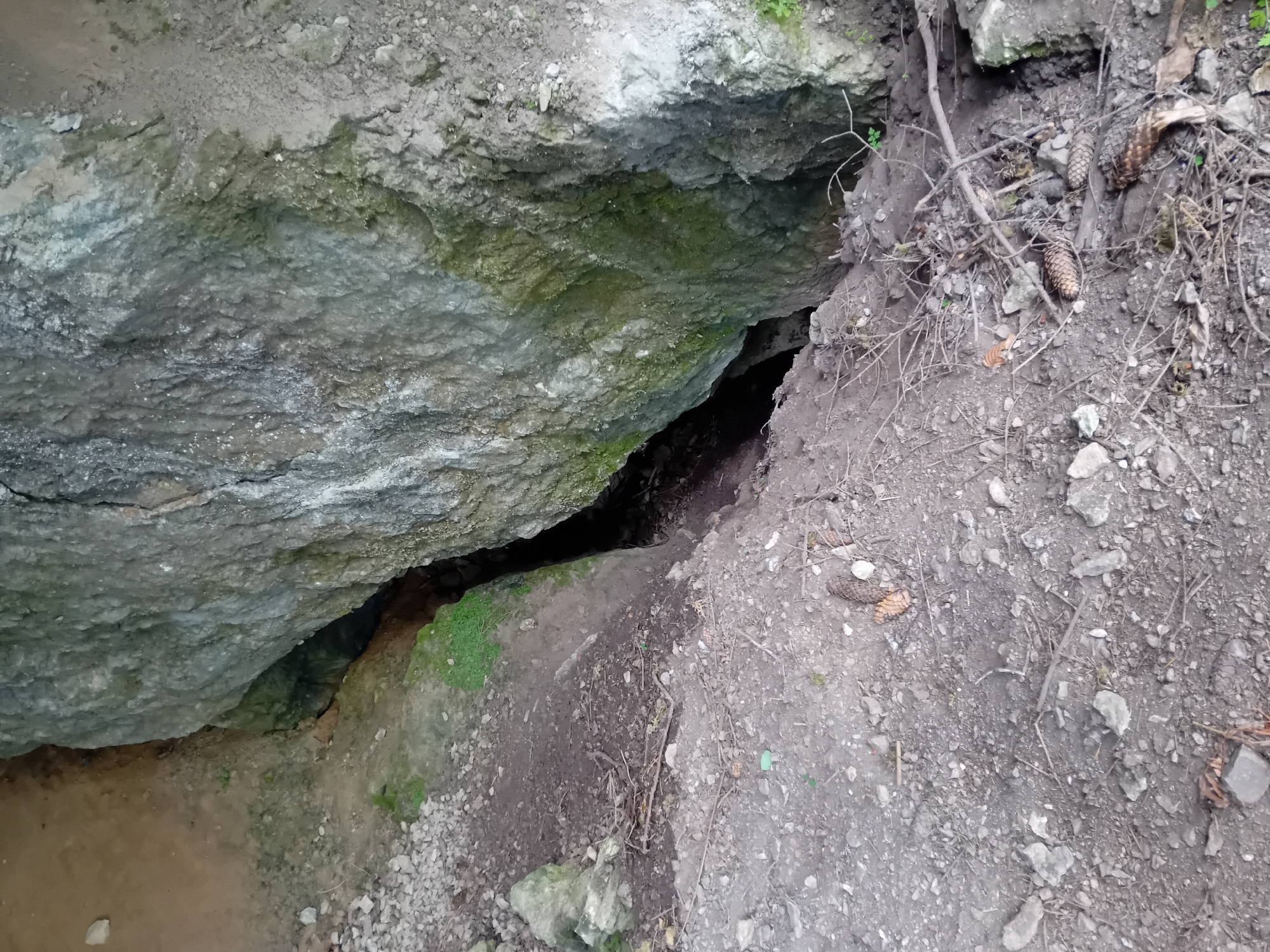 The image depicts a crevice in a rocky outcrop, likely a cave entrance or a natural fissure in the earth. The ground in the foreground is composed of soil, small stones, twigs, and pinecones, indicating a natural, outdoor environment. The rock face is rough and textured, with patches of green moss or algae suggesting dampness. The crevice itself is dark and appears to descend into the earth. The scene is devoid of any human presence or activity. The location is identified as being in Zuberec, Slovakia, a region known for its natural landscapes and caves.
