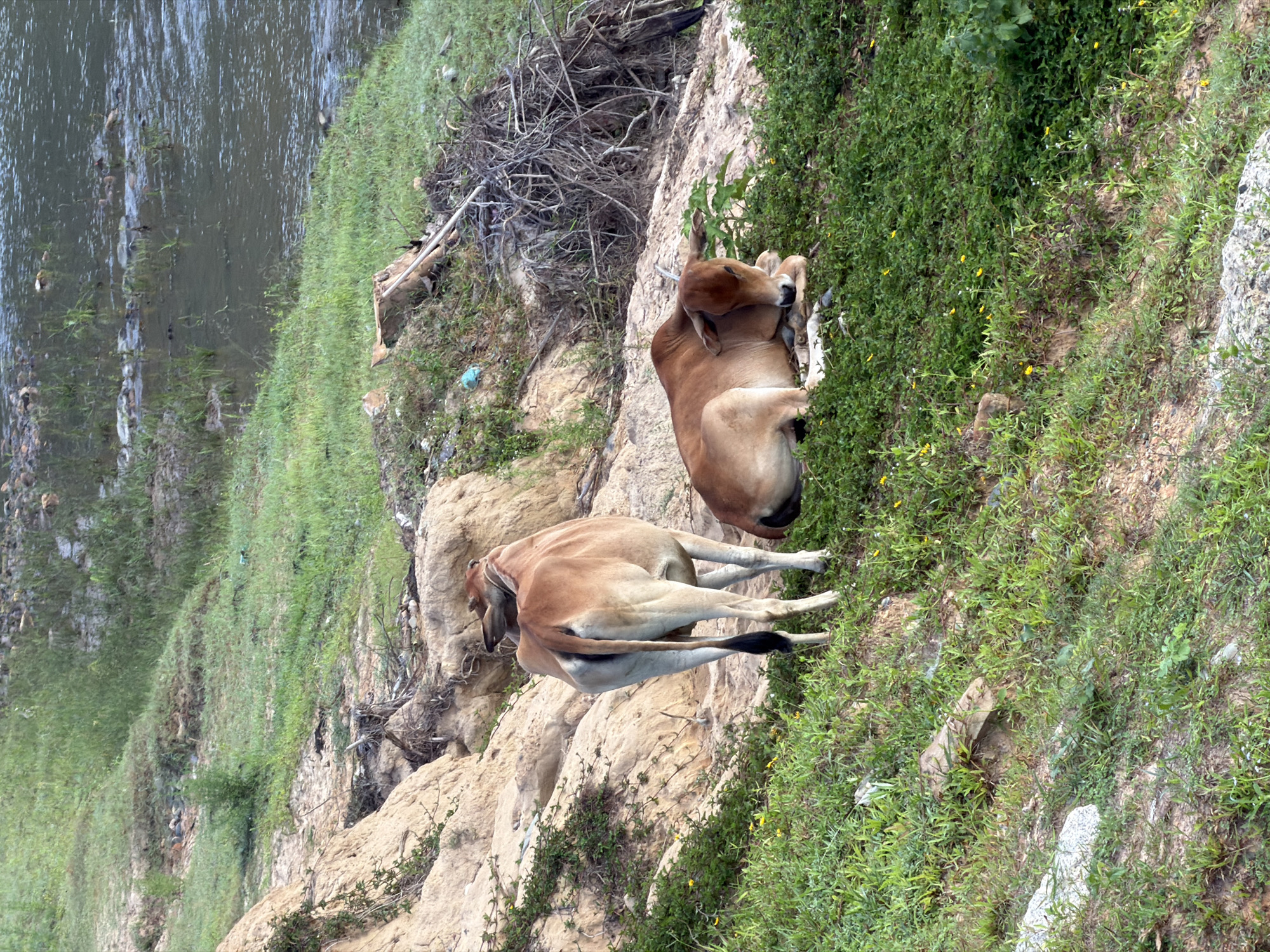 The image depicts an outdoor scene near the city of Nam Khanh Vinh, Vietnam. Two cows are visible on a grassy hillside. One cow stands facing away from the camera, with its hindquarters and tail prominently displayed. The other cow is lying down on the ground, facing left, with its head resting on its forelegs. The environment includes a body of water in the background, with vegetation along its bank. The hillside is covered in grass and patches of dry soil and rocks. There is also some debris, including branches and possibly trash, scattered on the hillside and near the water's edge. The lighting suggests it is daytime, with soft shadows indicating overcast or diffused sunlight.