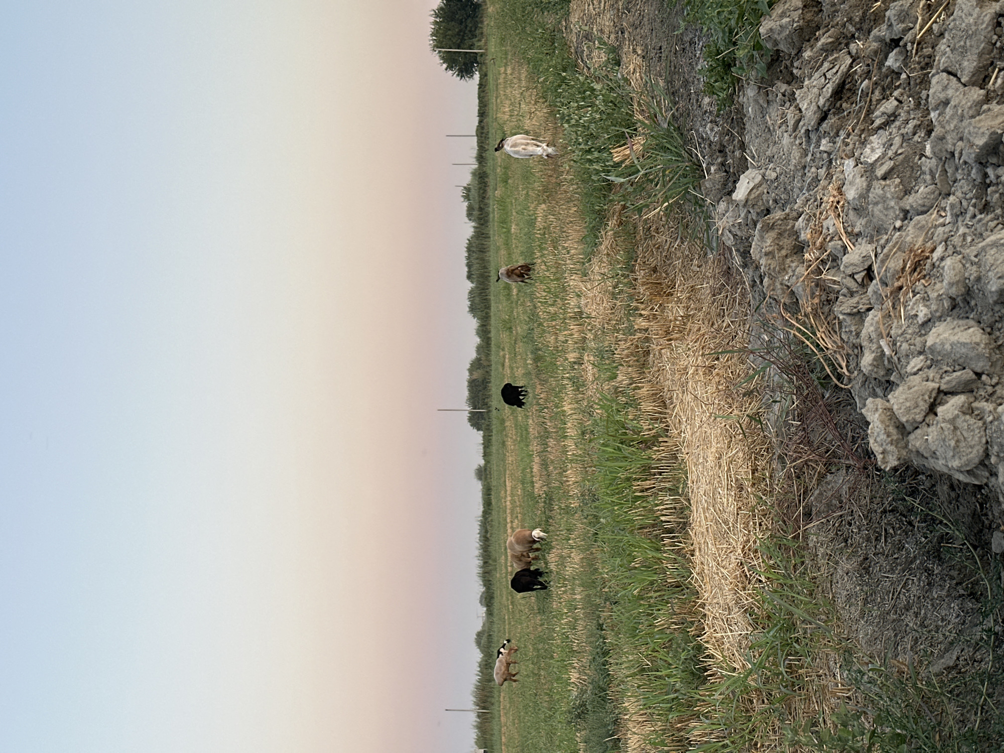 The image depicts a rural landscape at dusk, likely in the city of Batash, Uzbekistan. In the foreground, a patch of dry soil with rocks and sparse vegetation is visible. Further back, a field of green grass and cut straw stretches across the scene. Several sheep are scattered throughout the field, some grazing and others standing. One sheep in the background appears to be white with dark markings. Two dark birds are perched on the backs of sheep. The sky exhibits a gradient of colors, transitioning from a pale pink near the horizon to a light blue overhead, indicative of sunset or sunrise. In the distance, a line of trees forms the horizon, with a few utility poles also present. The overall impression is one of a peaceful, pastoral setting during the twilight hours.