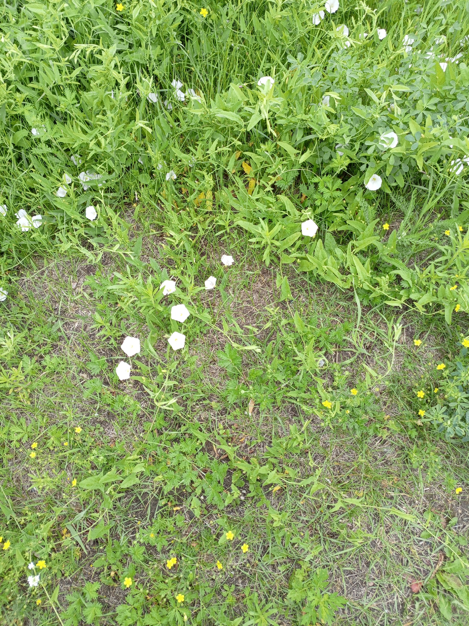 The image depicts a patch of ground covered in a dense growth of green grass, interspersed with numerous white flowers and smaller yellow flowers. The vegetation appears wild and untamed, with a mix of leafy plants and tall grasses. The ground itself is mostly obscured by the foliage, with some patches of dry earth and straw visible. The scene is natural and undeveloped, suggesting an outdoor setting in an area with abundant plant life. Without specific landmarks or context, the precise location within Shadrinsk, Russia cannot be determined from the image alone. The image does not contain any people, actions, or interactions.